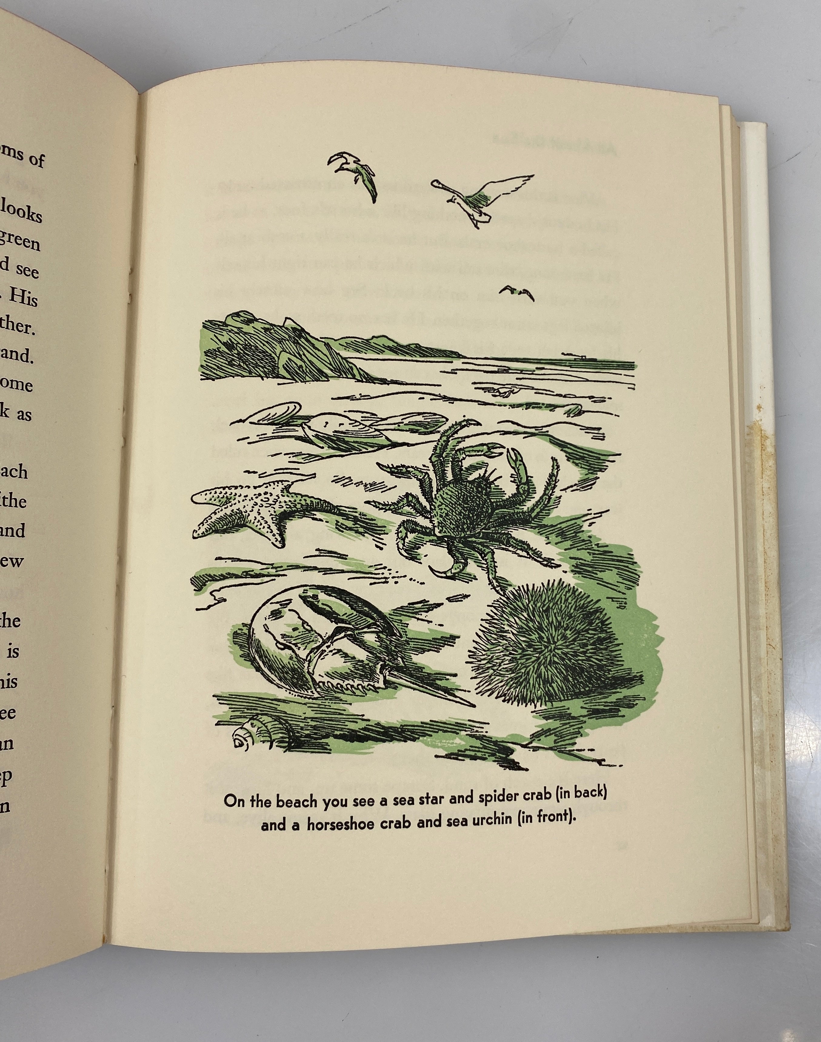 All About the Sea Ferdinand C. Lane Random House 1953 HCDJ