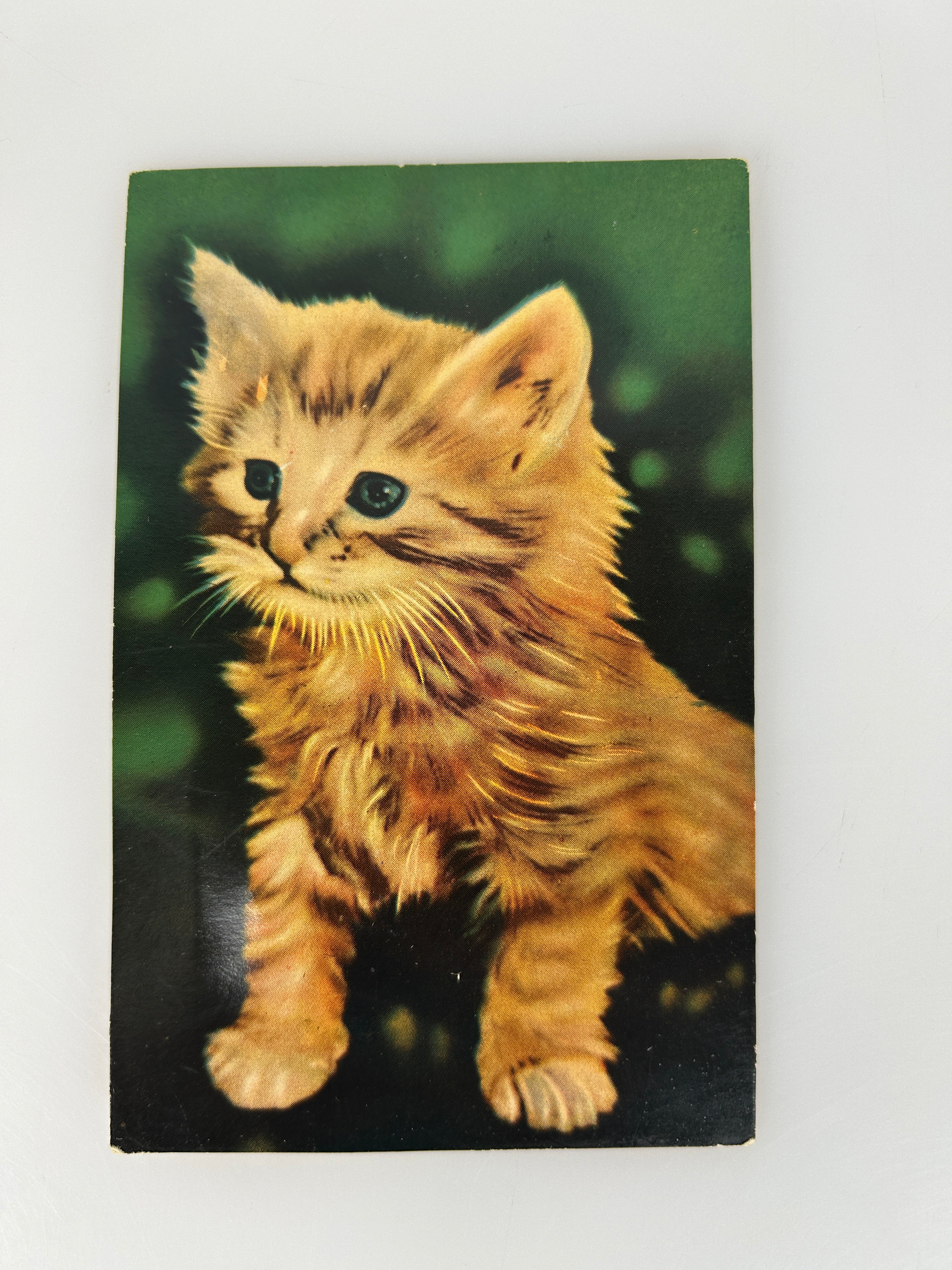 Antique Vintage Single Kitten Postcard Squeaker makes noise c1950s