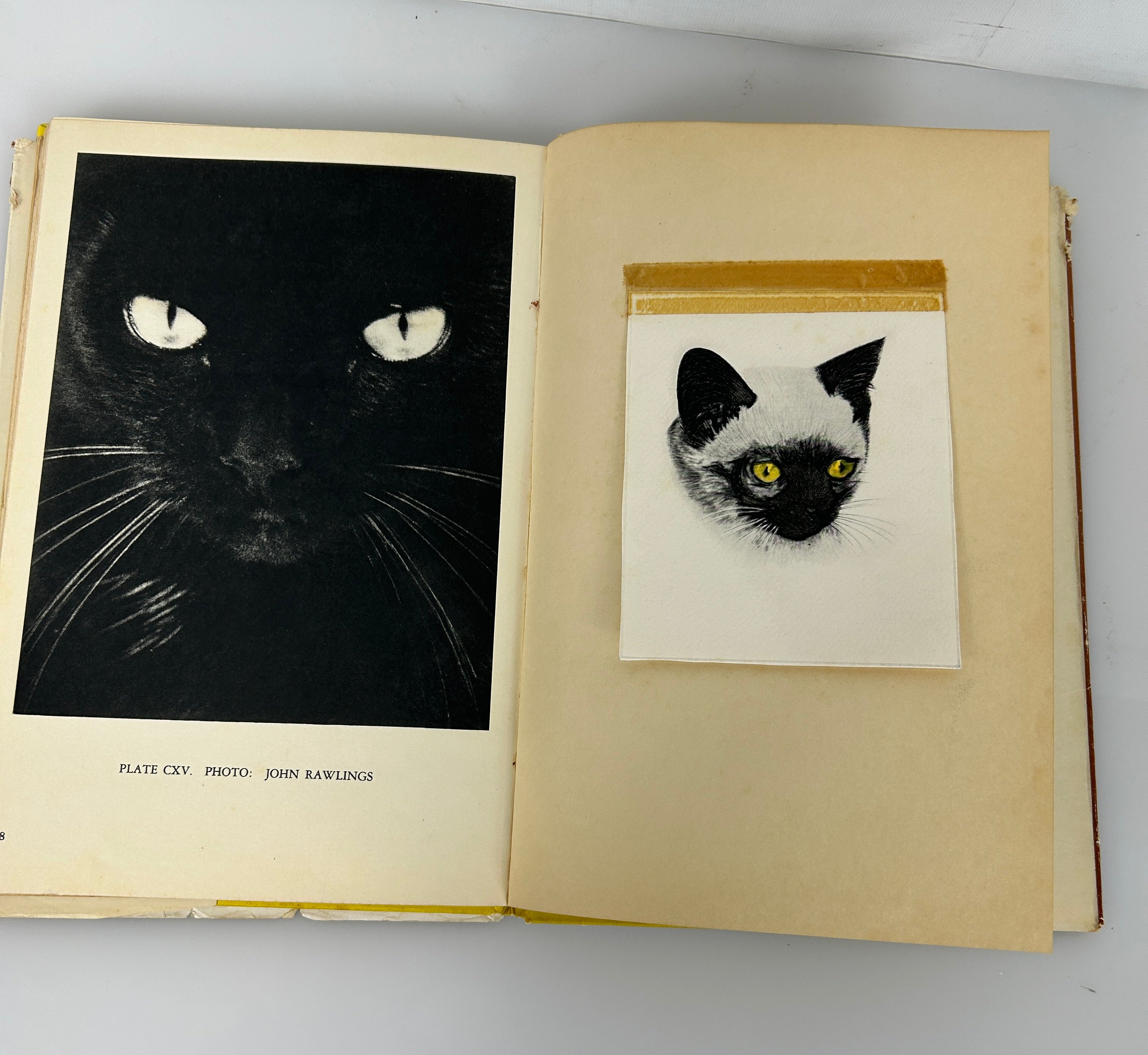 Cats & Kittens Ed Bryan Holmes 1st Print HC