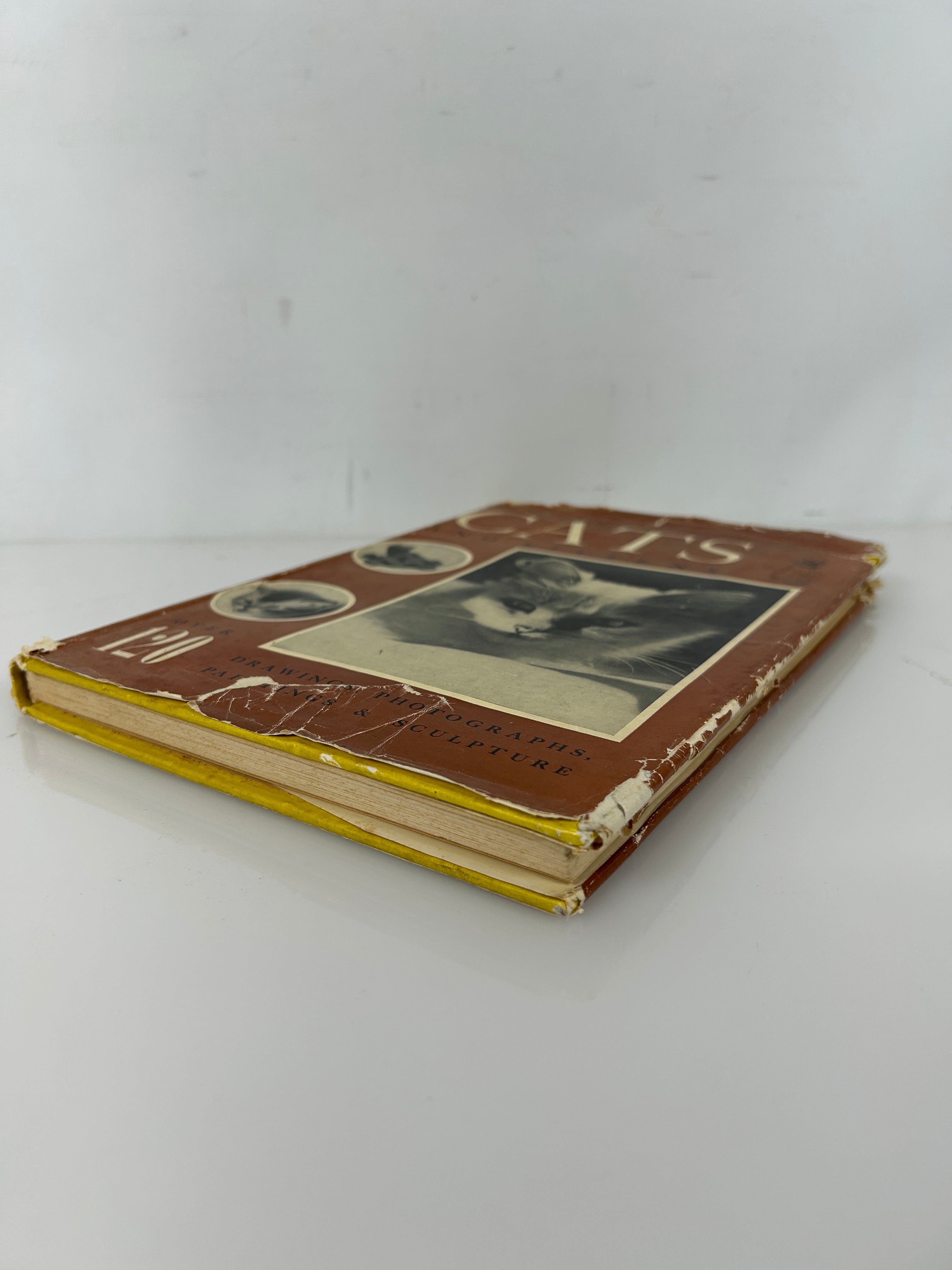 Cats & Kittens Ed Bryan Holmes 1st Print HC