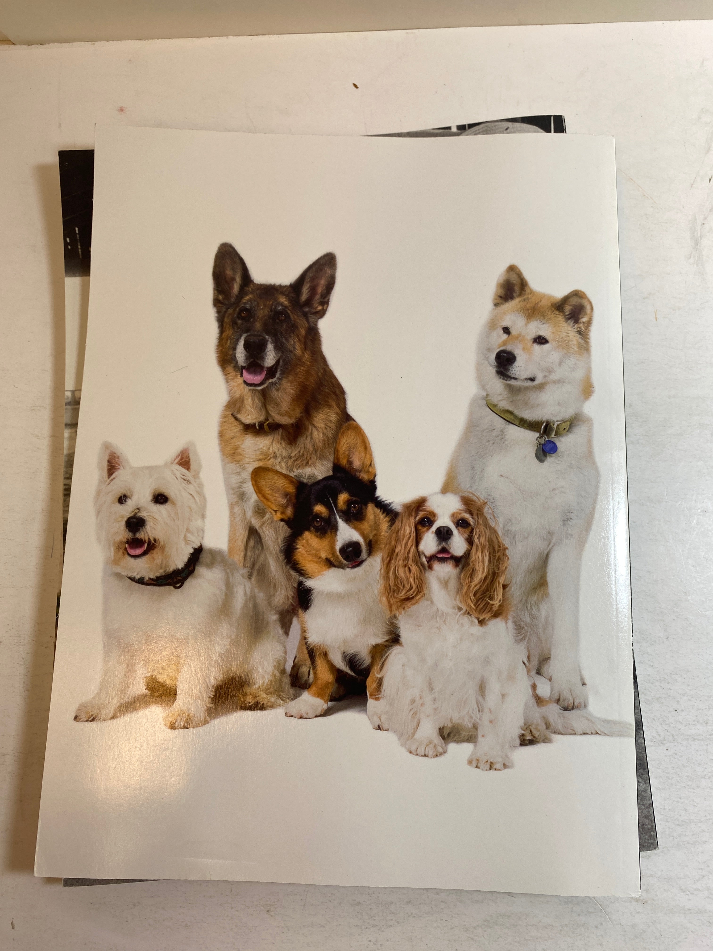 Lot of 4 Time Life Special Edition Magazines Cats and Dogs 2019-2020