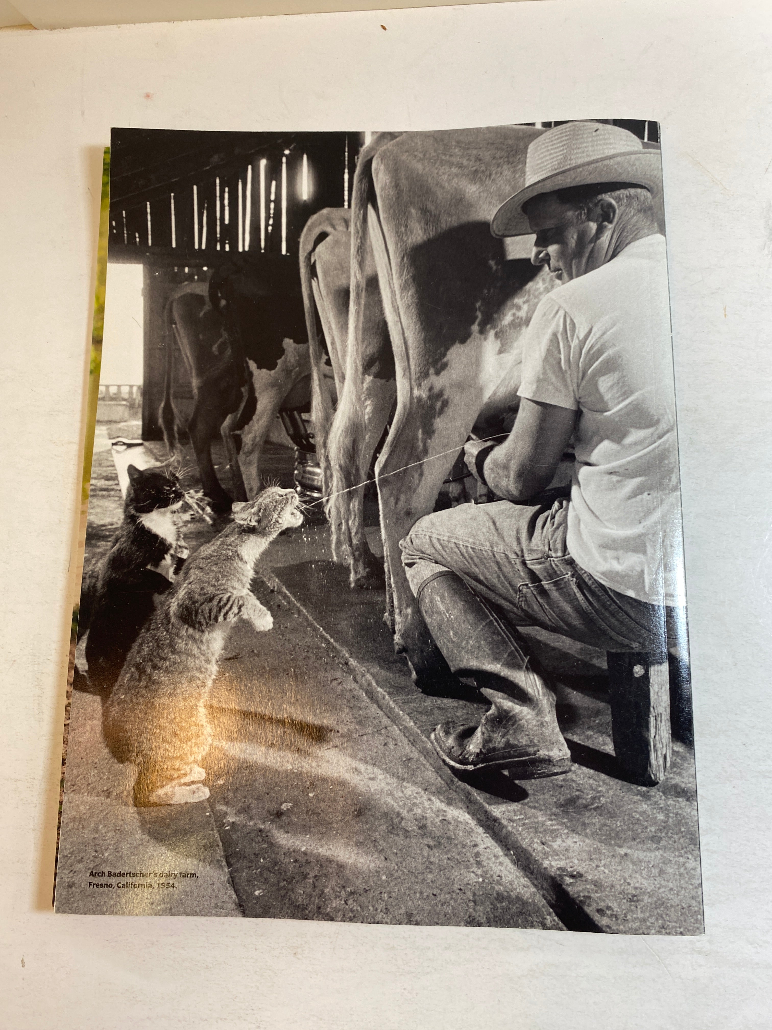 Lot of 4 Time Life Special Edition Magazines Cats and Dogs 2019-2020