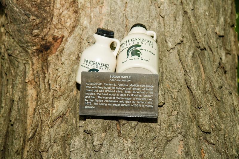 Spartan Pure Maple Syrup