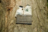 Spartan Pure Maple Syrup