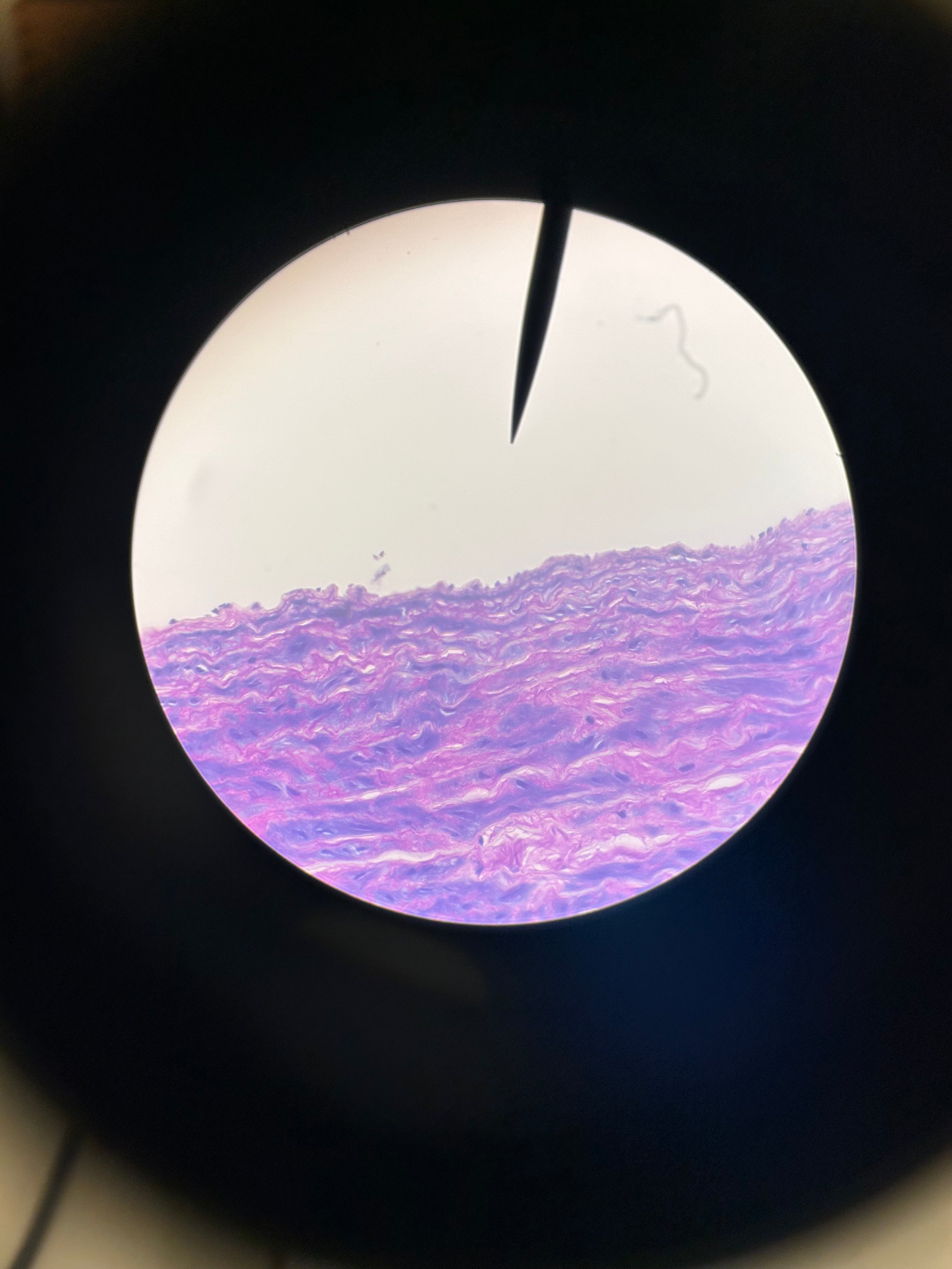 Reichert-Jung Series 150 Binocular Microscope