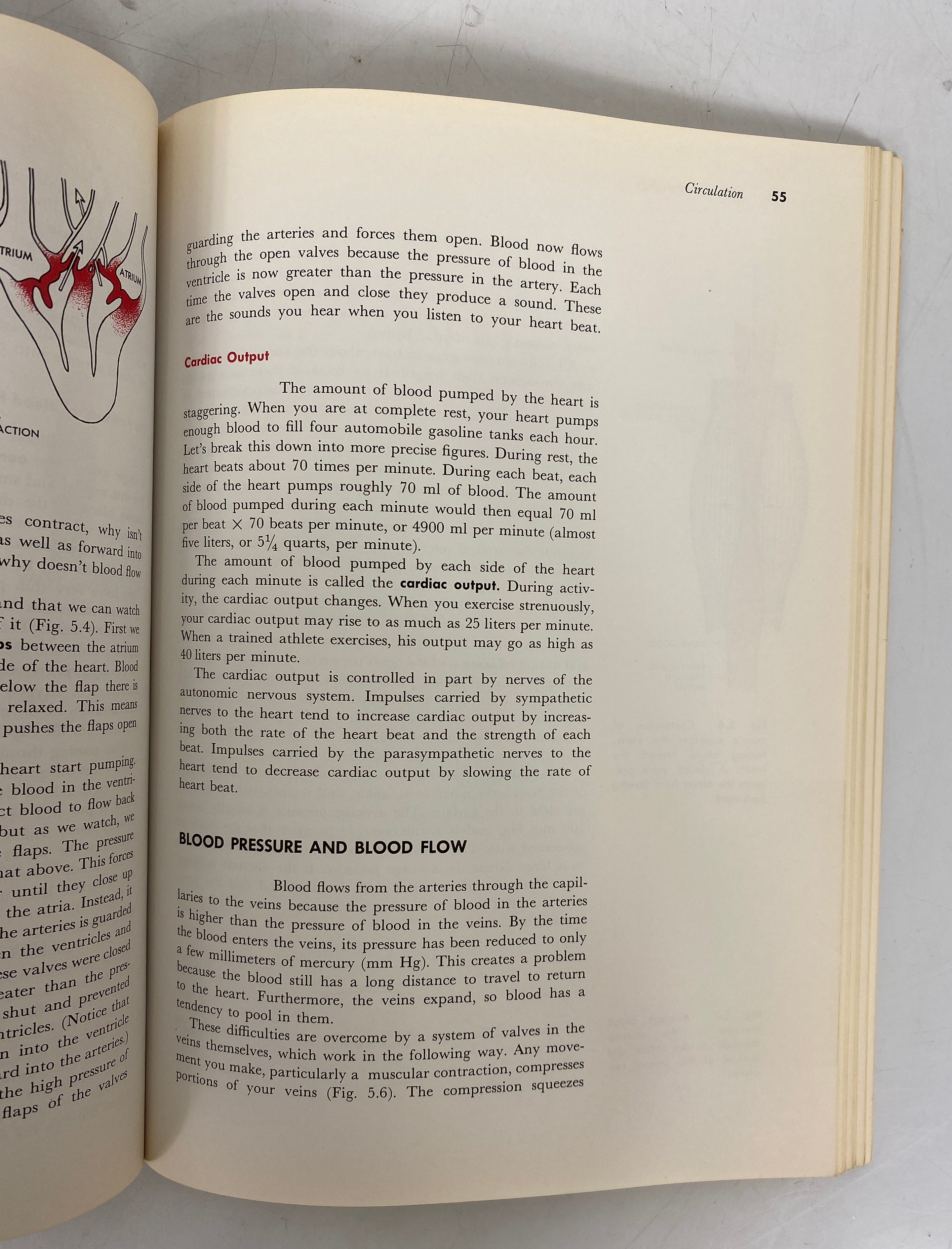 2 Vintage Texts: Immunology (Eisen)/Human Physiology (Macey) 1968-74 SC