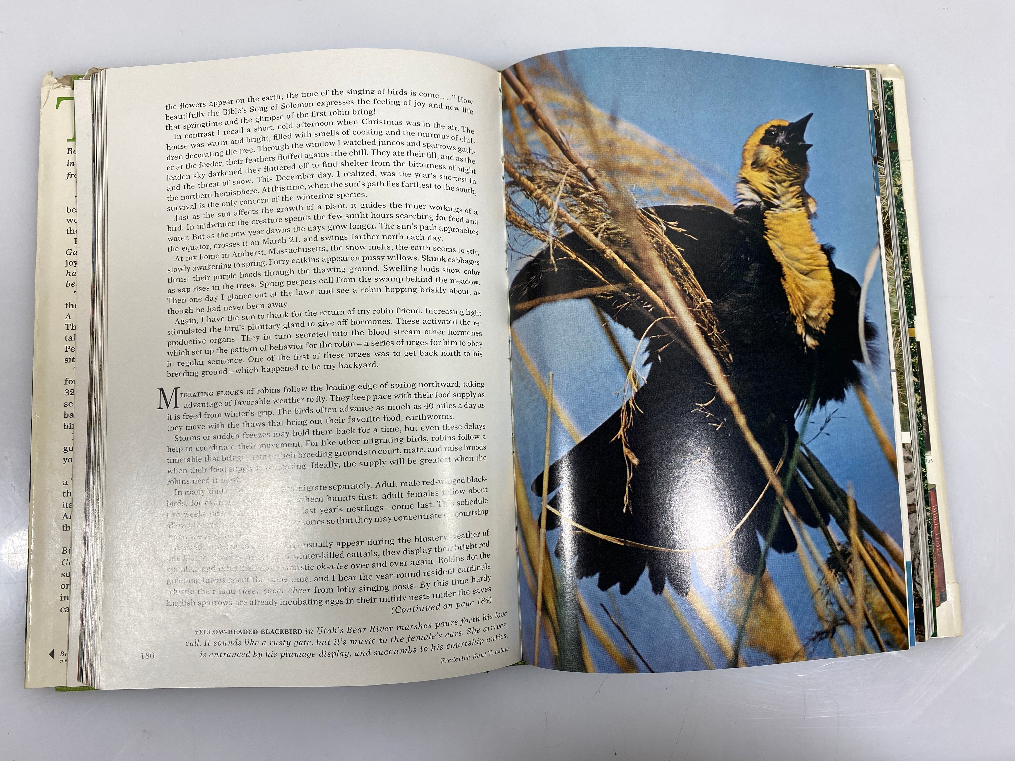 2 Vol Set: Birds of North America Nat Geographic Society w Slipcase 1973-75 HCDJ