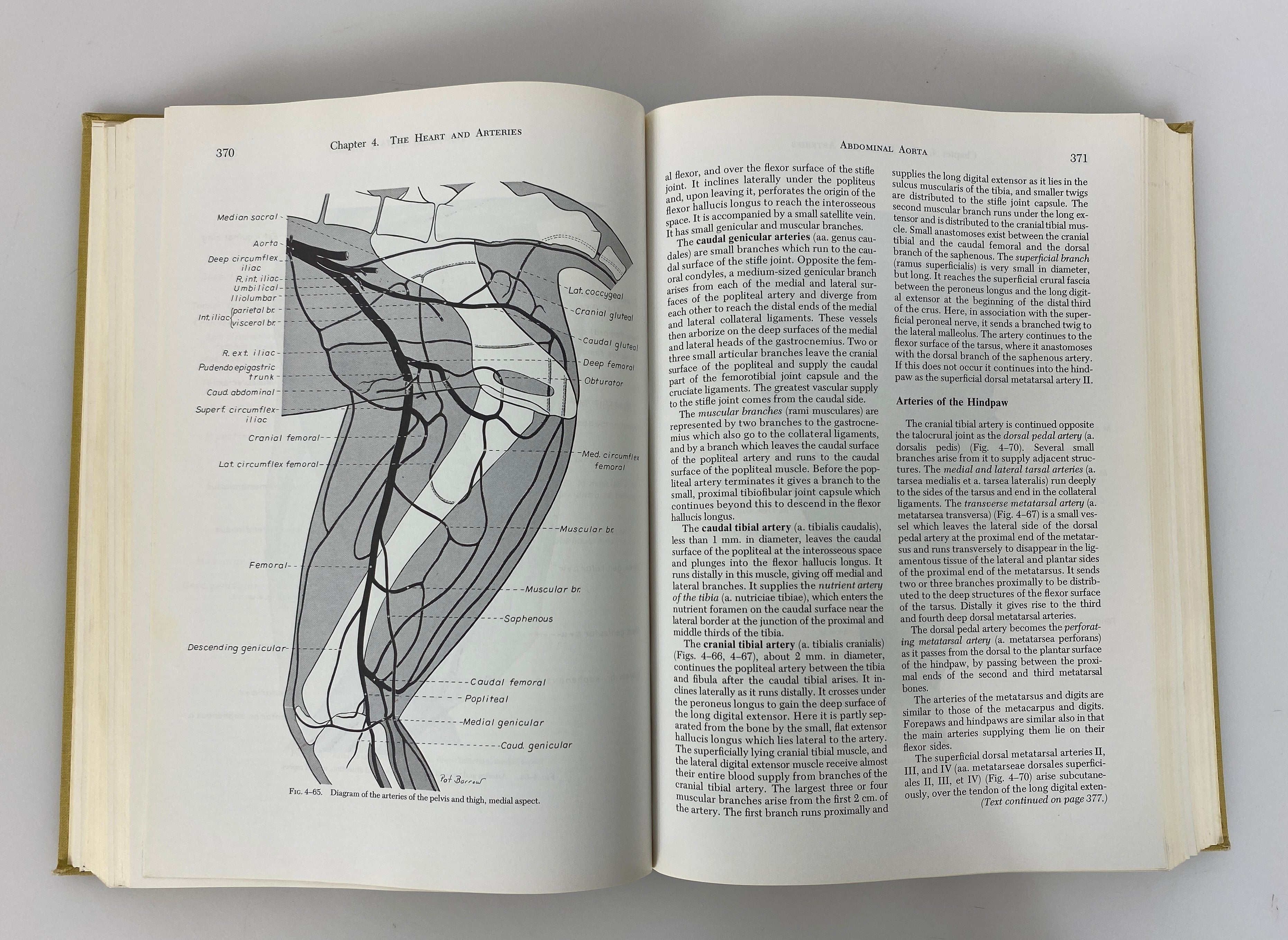 2 Vols: An Atlas of Canine Surgery/Anatomy of the Dog 1967-69 HC