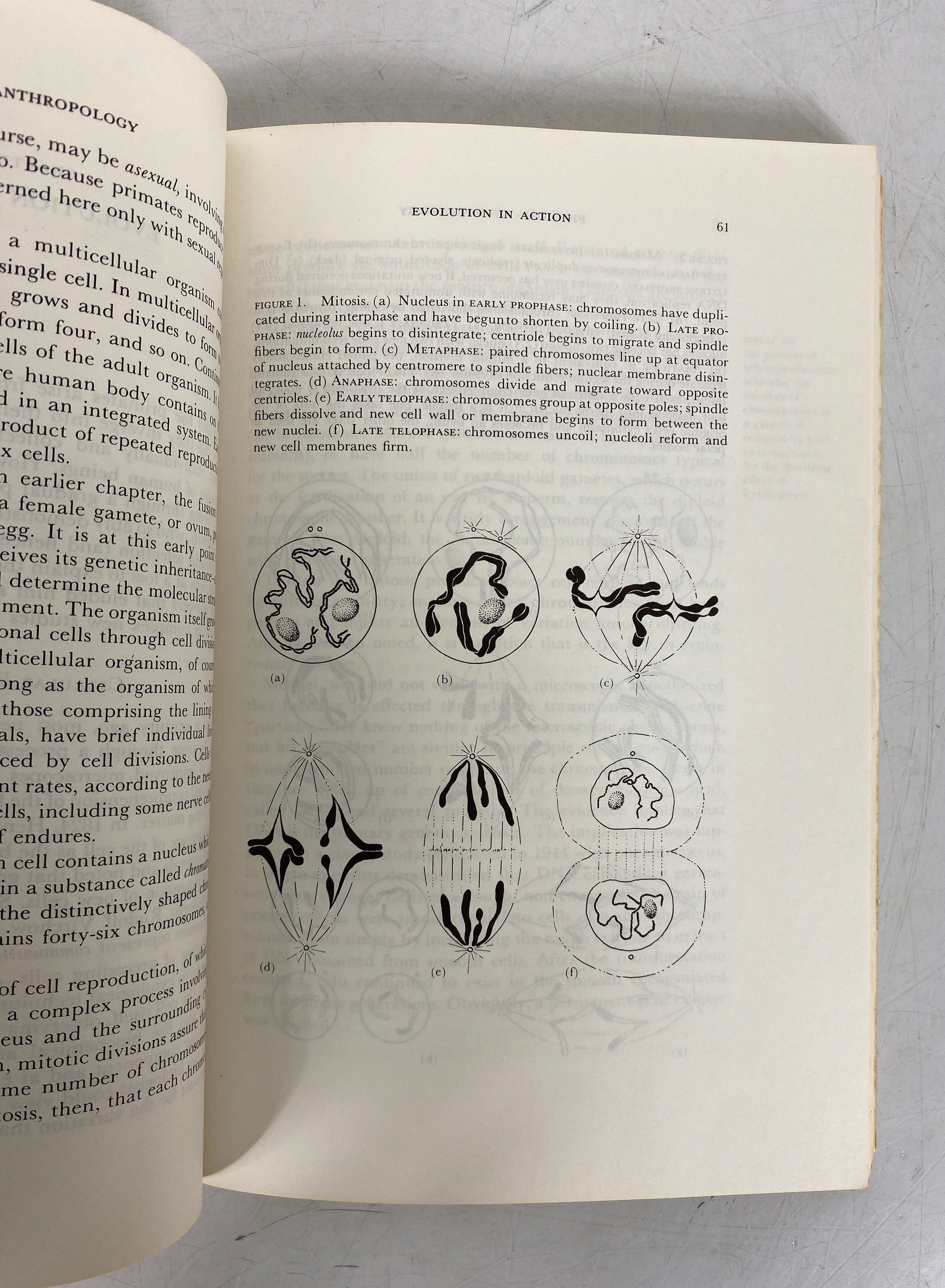 2 Vols: Living Prehistory (McKern)/Evolution of the Genus Homo (Howells) SC