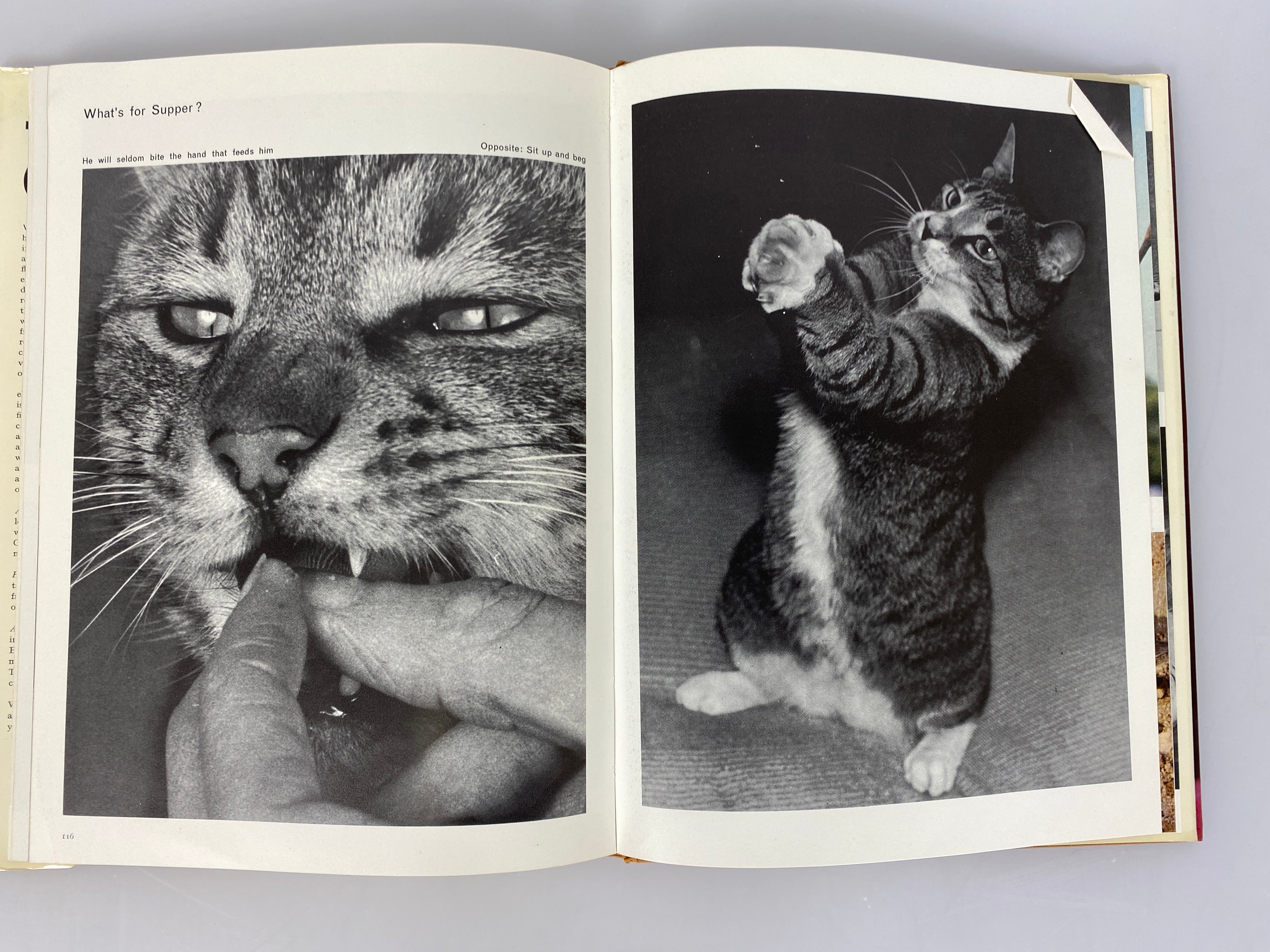2 Vols: The World of Cats (1968)/Cats Cats Cats Cats (1968) Vintage HC DJ