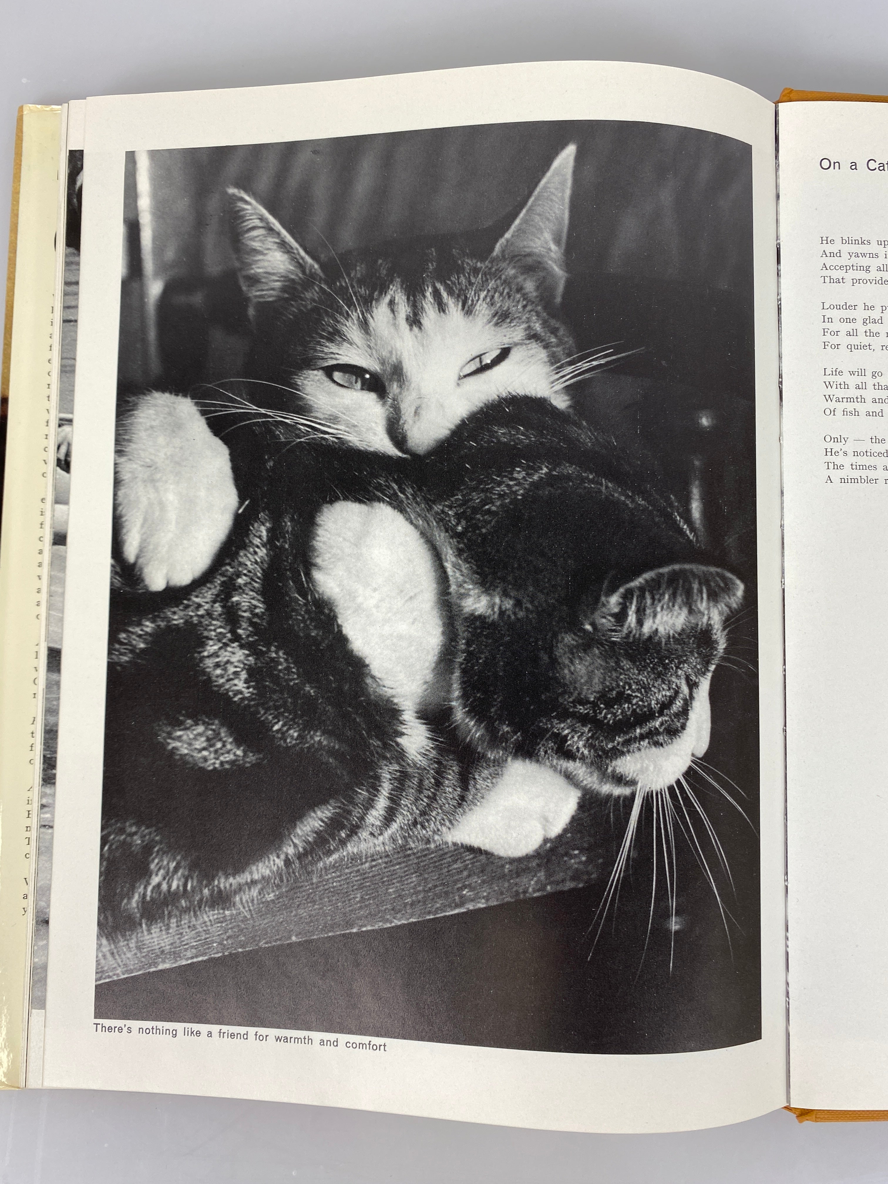 2 Vols: The World of Cats (1968)/Cats Cats Cats Cats (1968) Vintage HC DJ