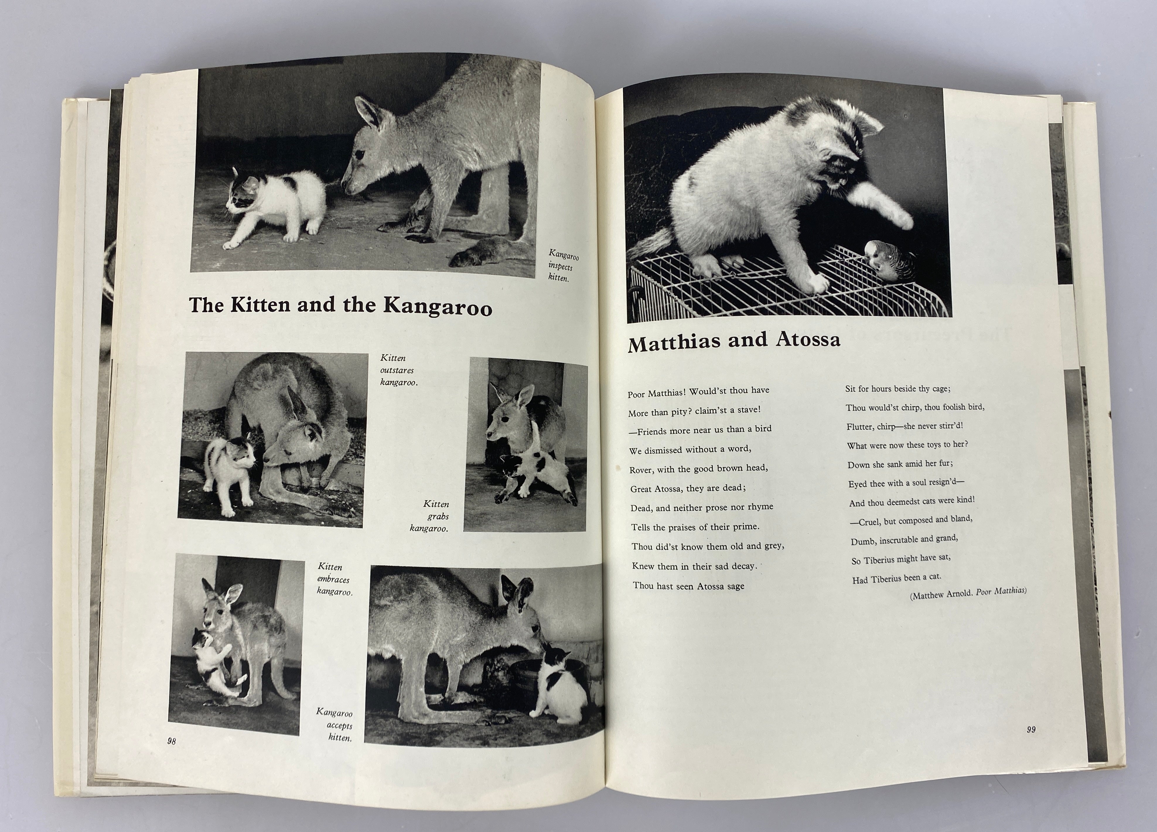 2 Vols: The World of Cats (1968)/Cats Cats Cats Cats (1968) Vintage HC DJ