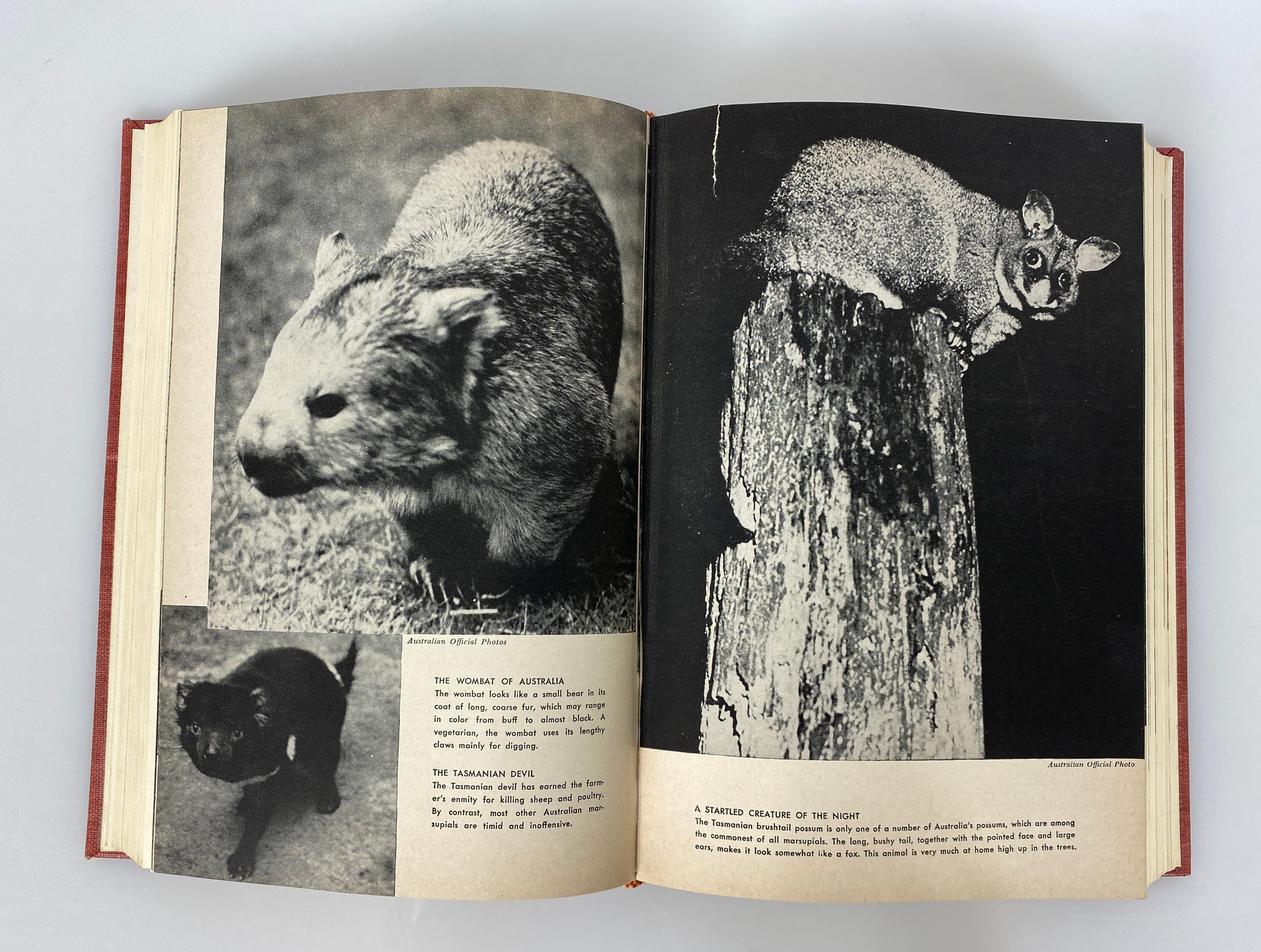 3 Volume Set: The Animal Kingdom by Frederick Drimmer 1954 Vintage HC