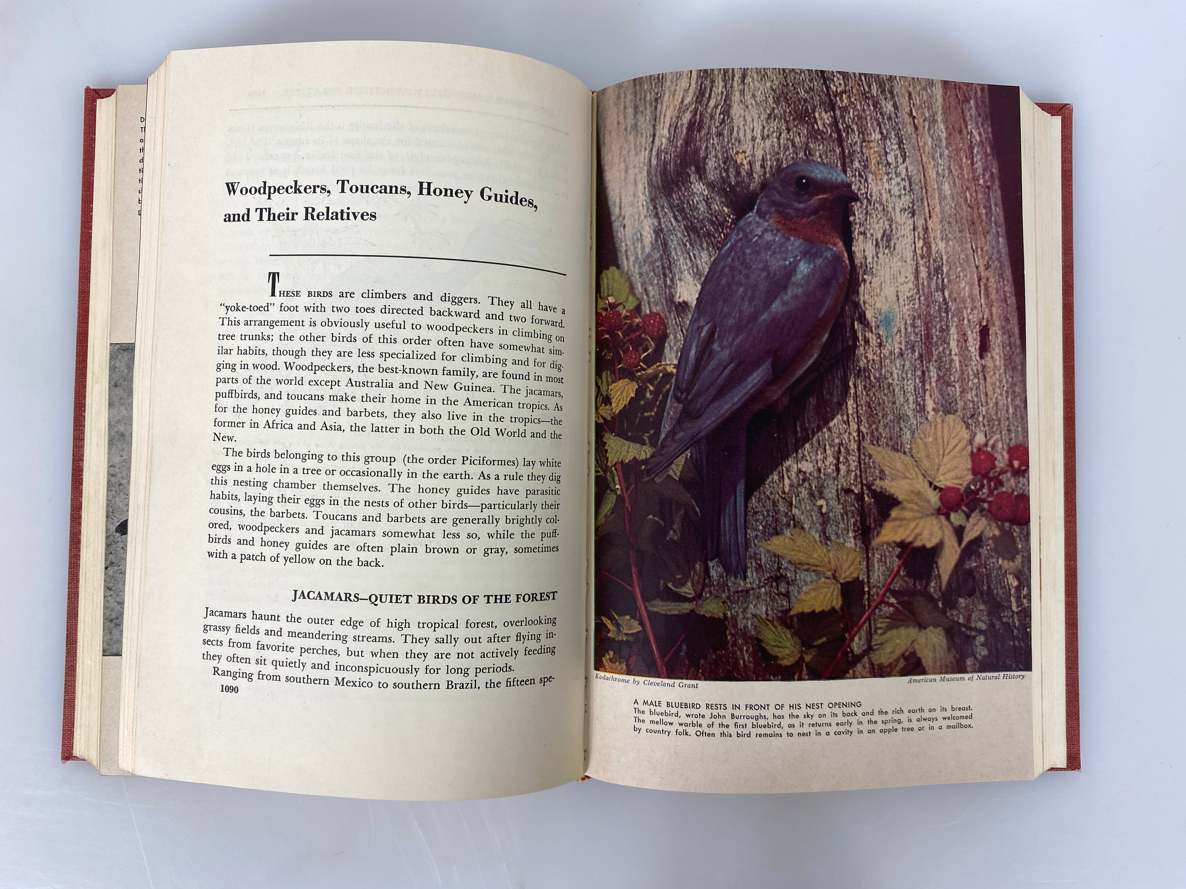 3 Volume Set: The Animal Kingdom by Frederick Drimmer 1954 Vintage HC