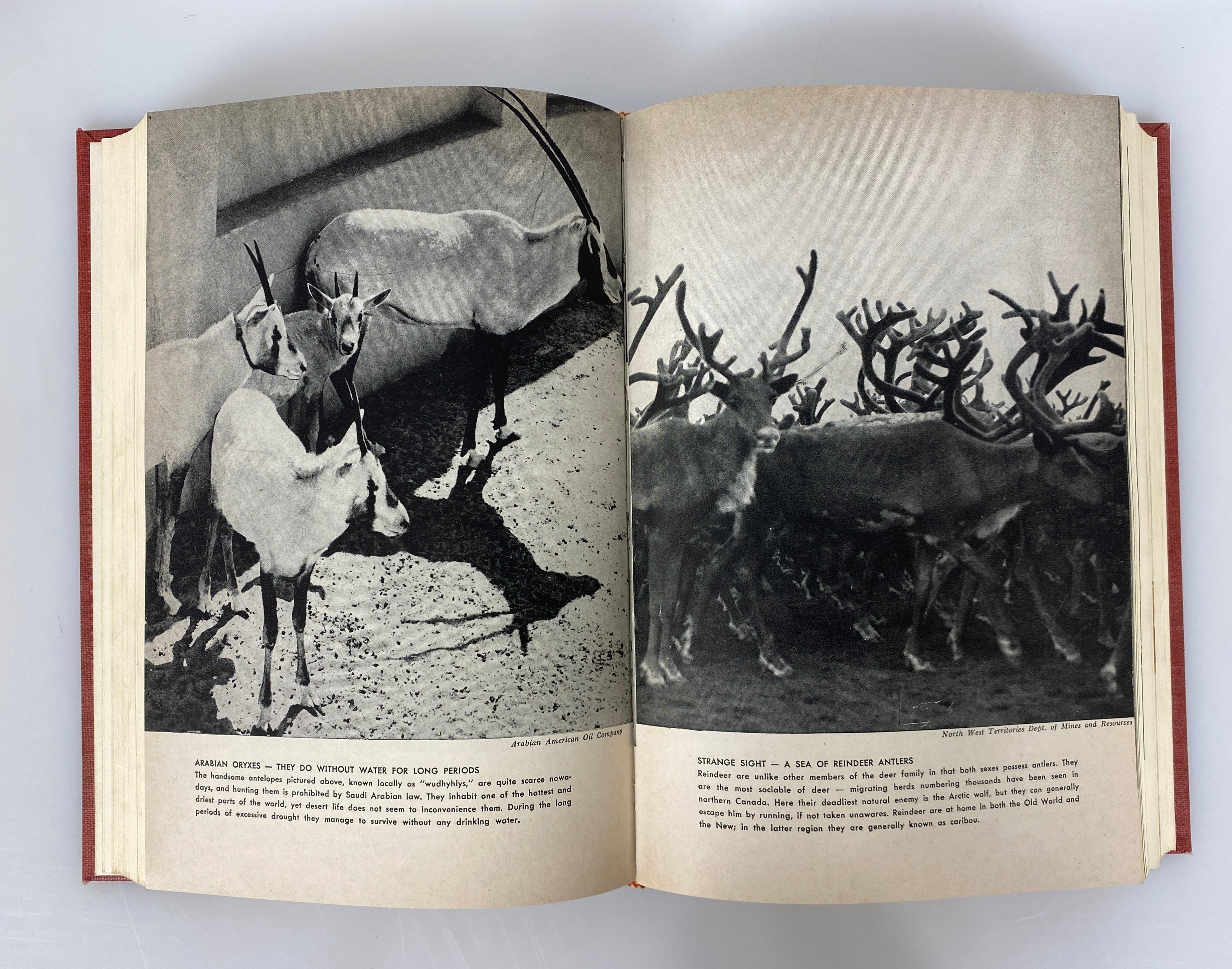 3 Volume Set: The Animal Kingdom by Frederick Drimmer 1954 Vintage HC