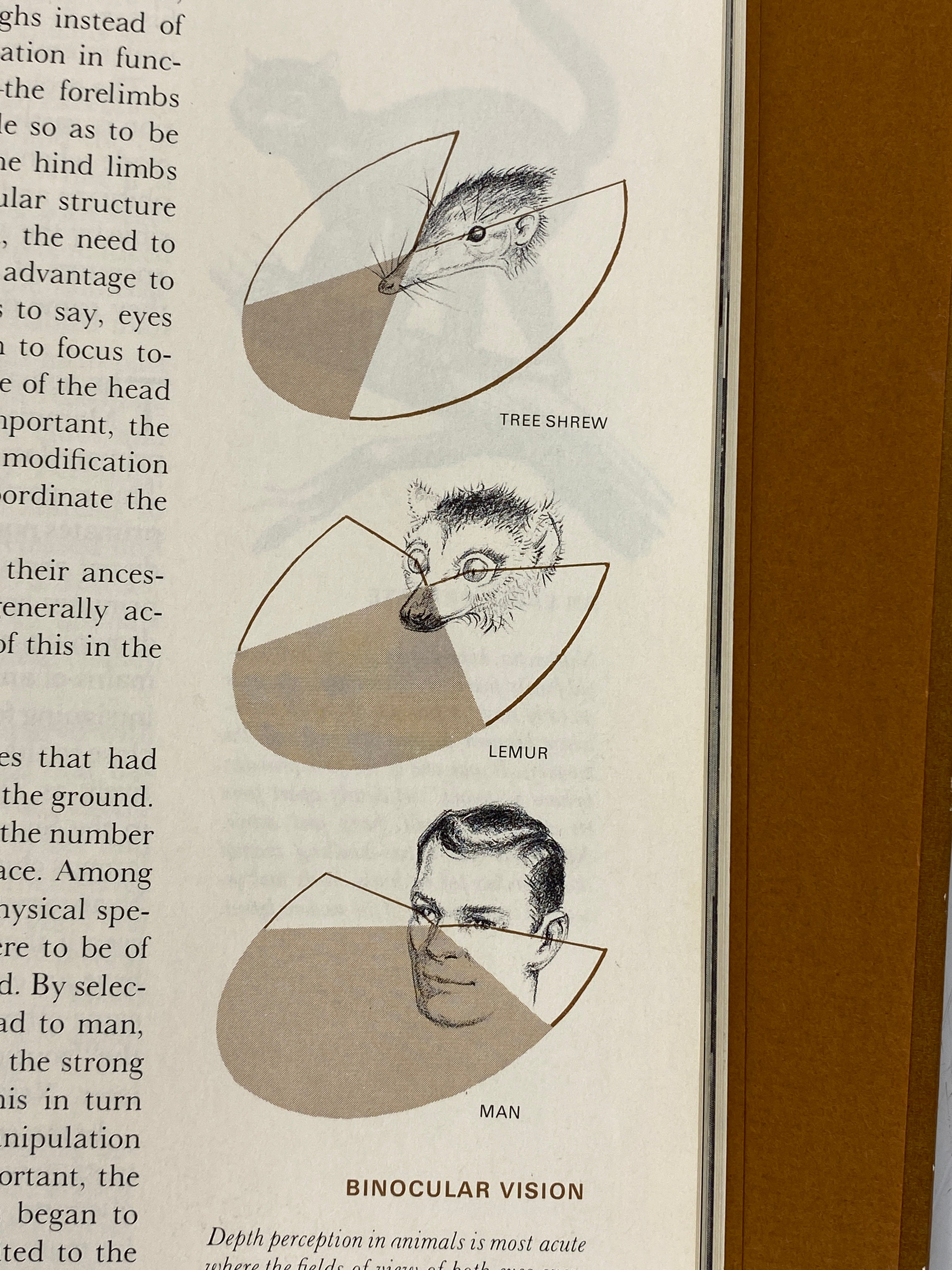 7 Vols: Life Nature Library incl Evolution/Mammals/Universe 1963-65 HC