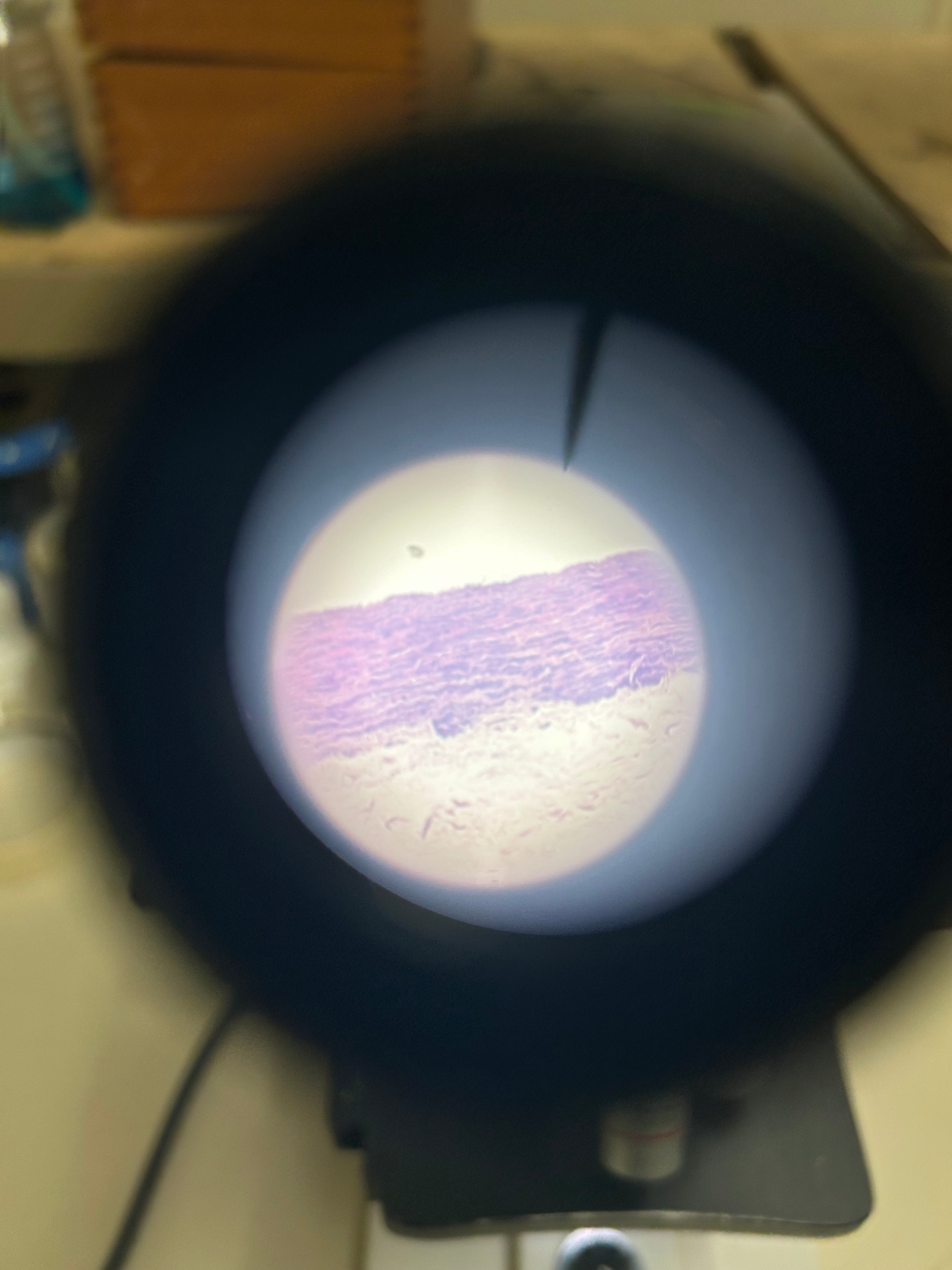 Reichert-Jung Series 150 Binocular Microscope