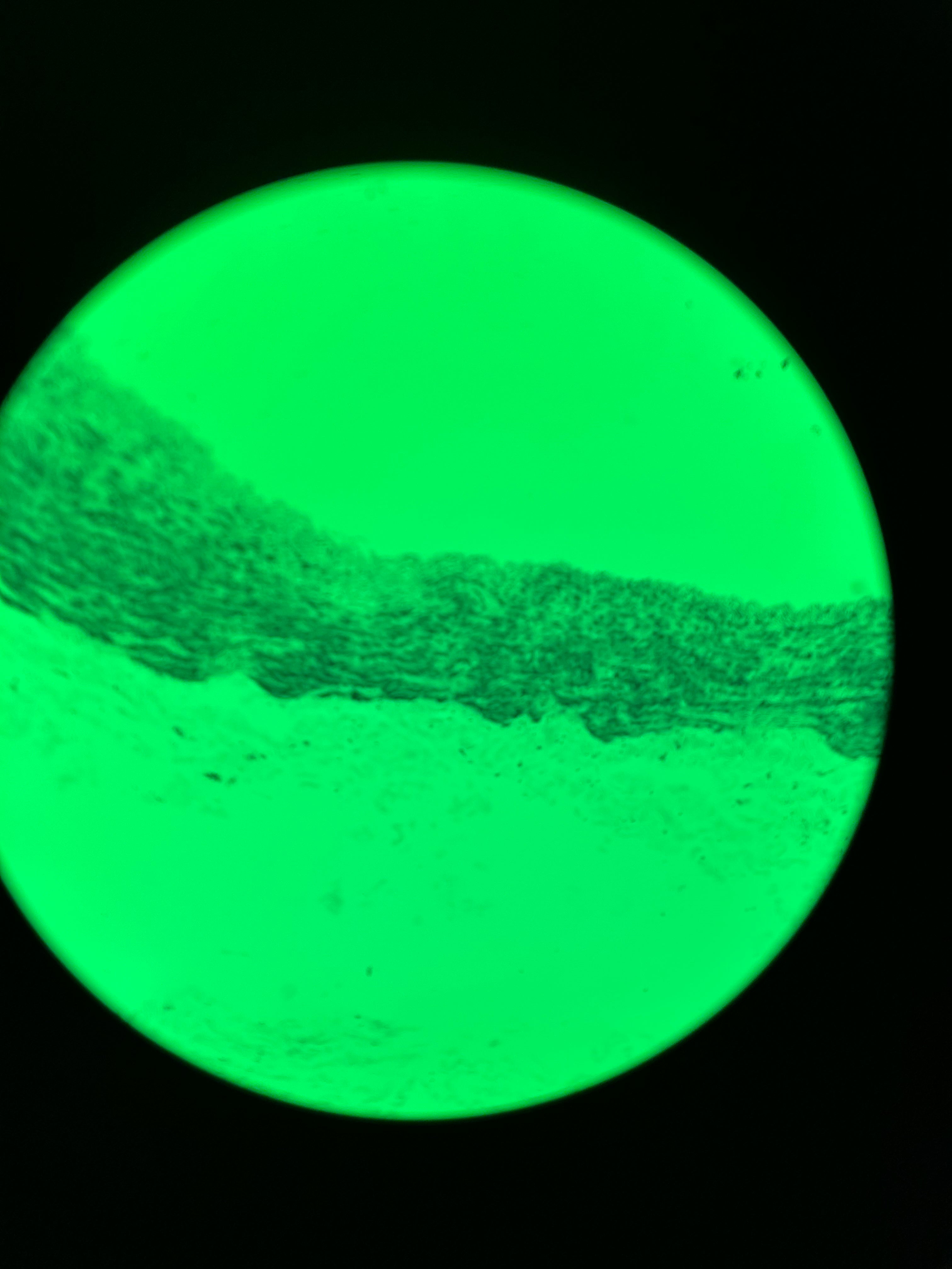 Nikon Eclipse 50i Microscope