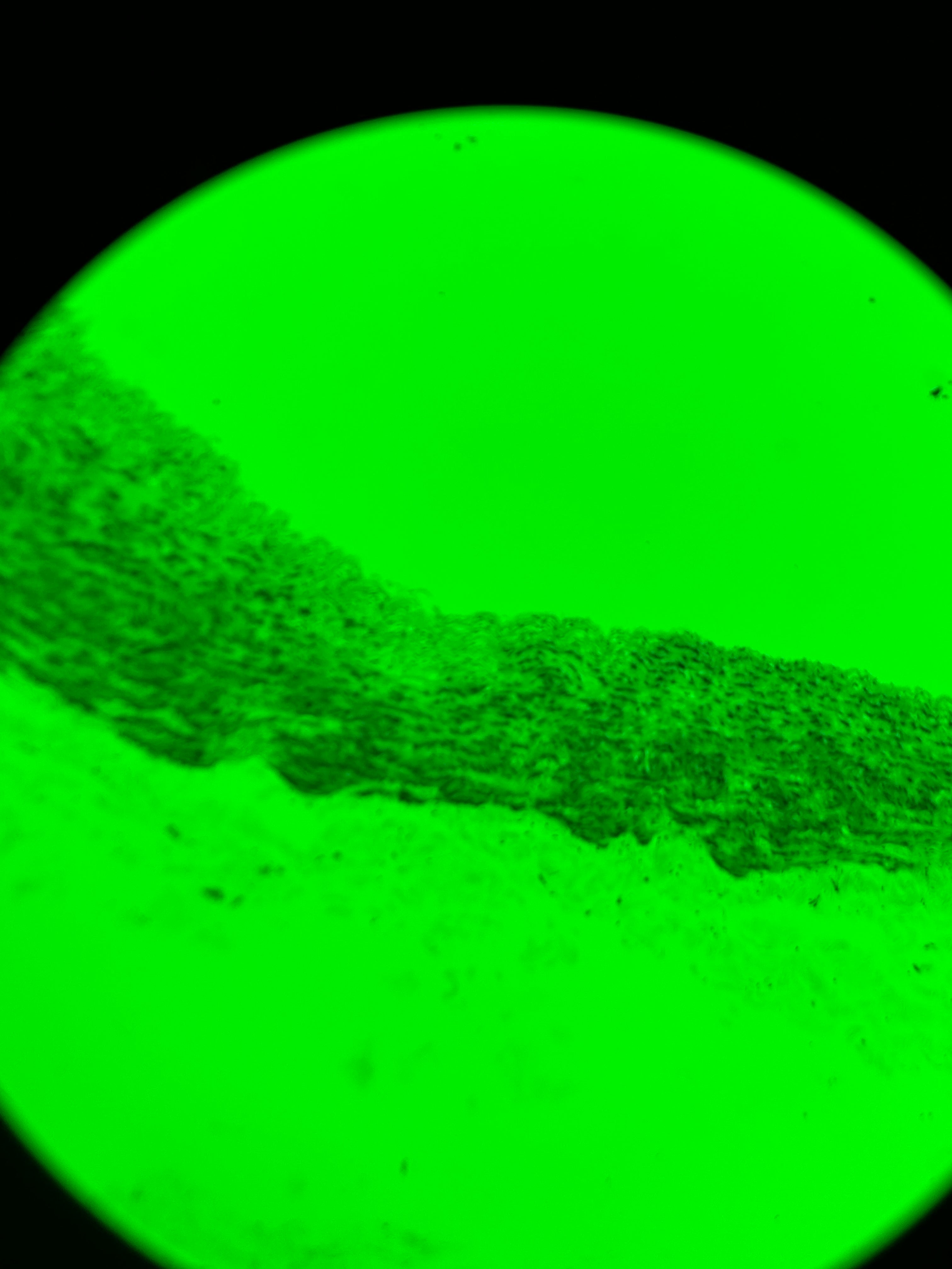 Nikon Eclipse 50i Microscope