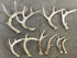 Whitetail Deer Sheds and European Mounts