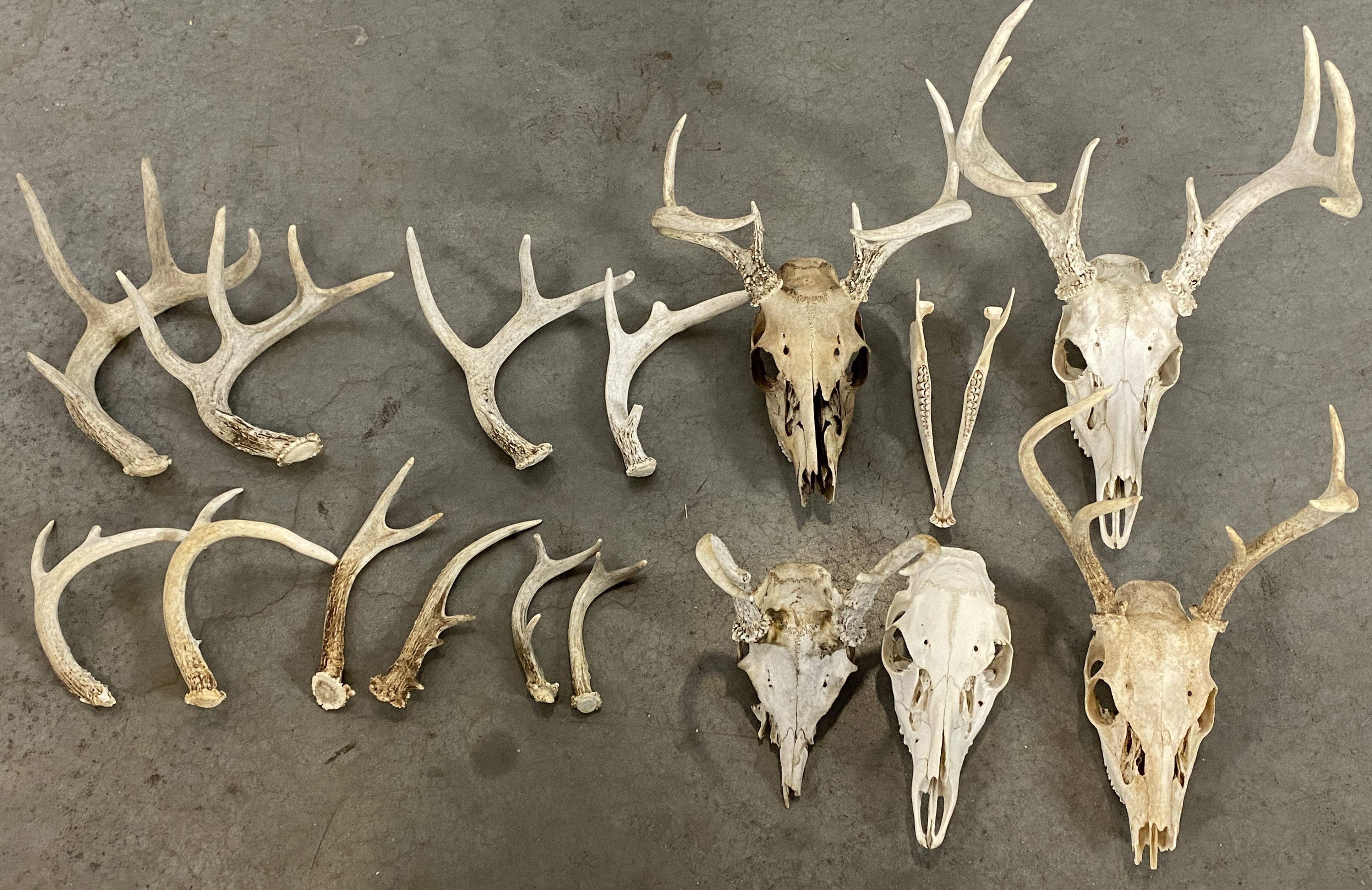 Whitetail Deer Sheds and European Mounts