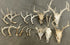 Whitetail Deer Sheds and European Mounts