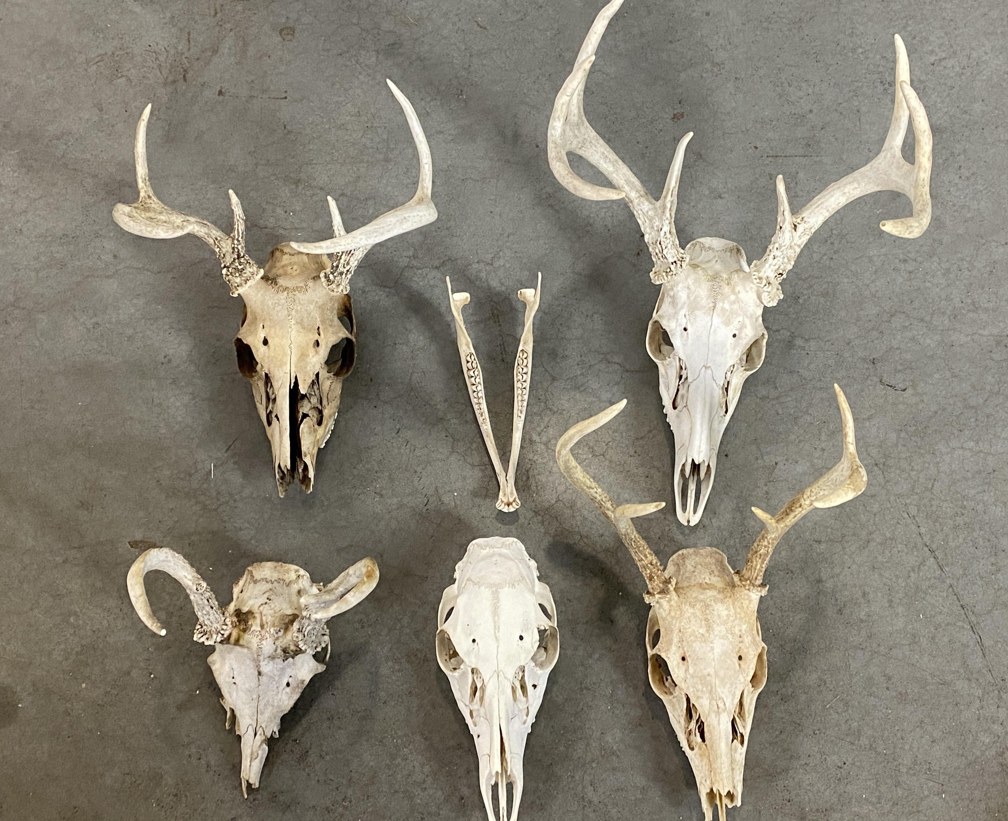 Whitetail Deer Sheds and European Mounts