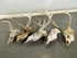 Whitetail Deer Sheds and European Mounts