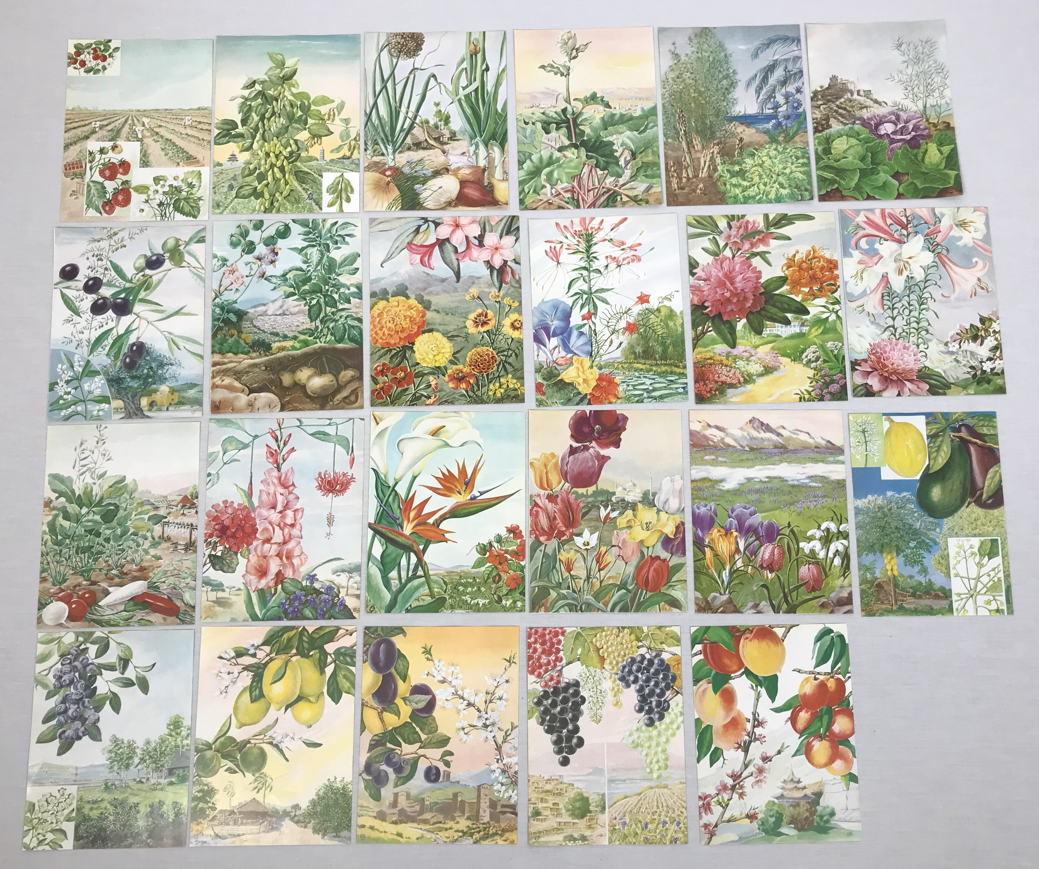 Vintage Garden Illustrations