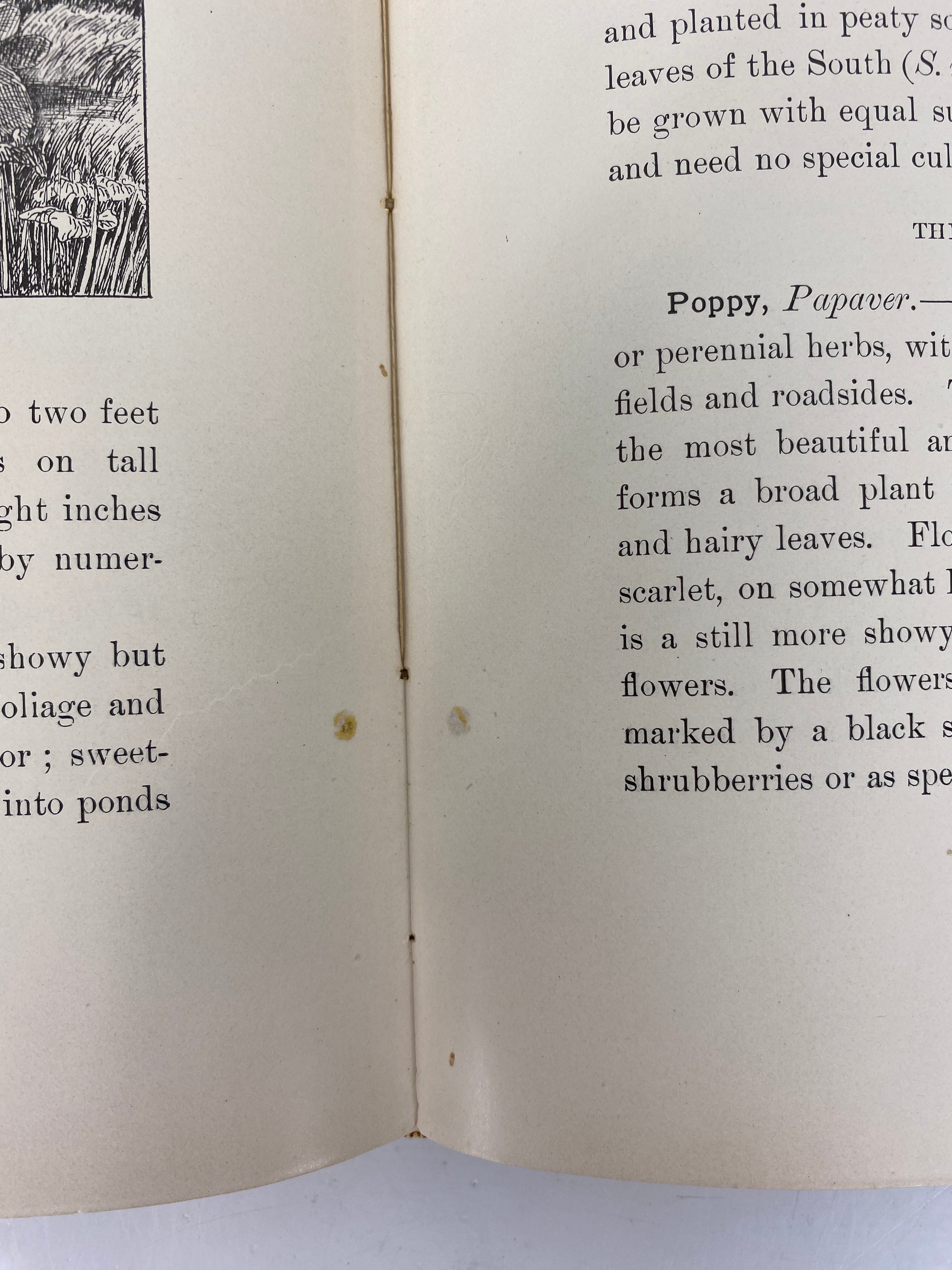 Lawns and Gardens N. Jonsson-Rose 1897 1st Ed Antique HC