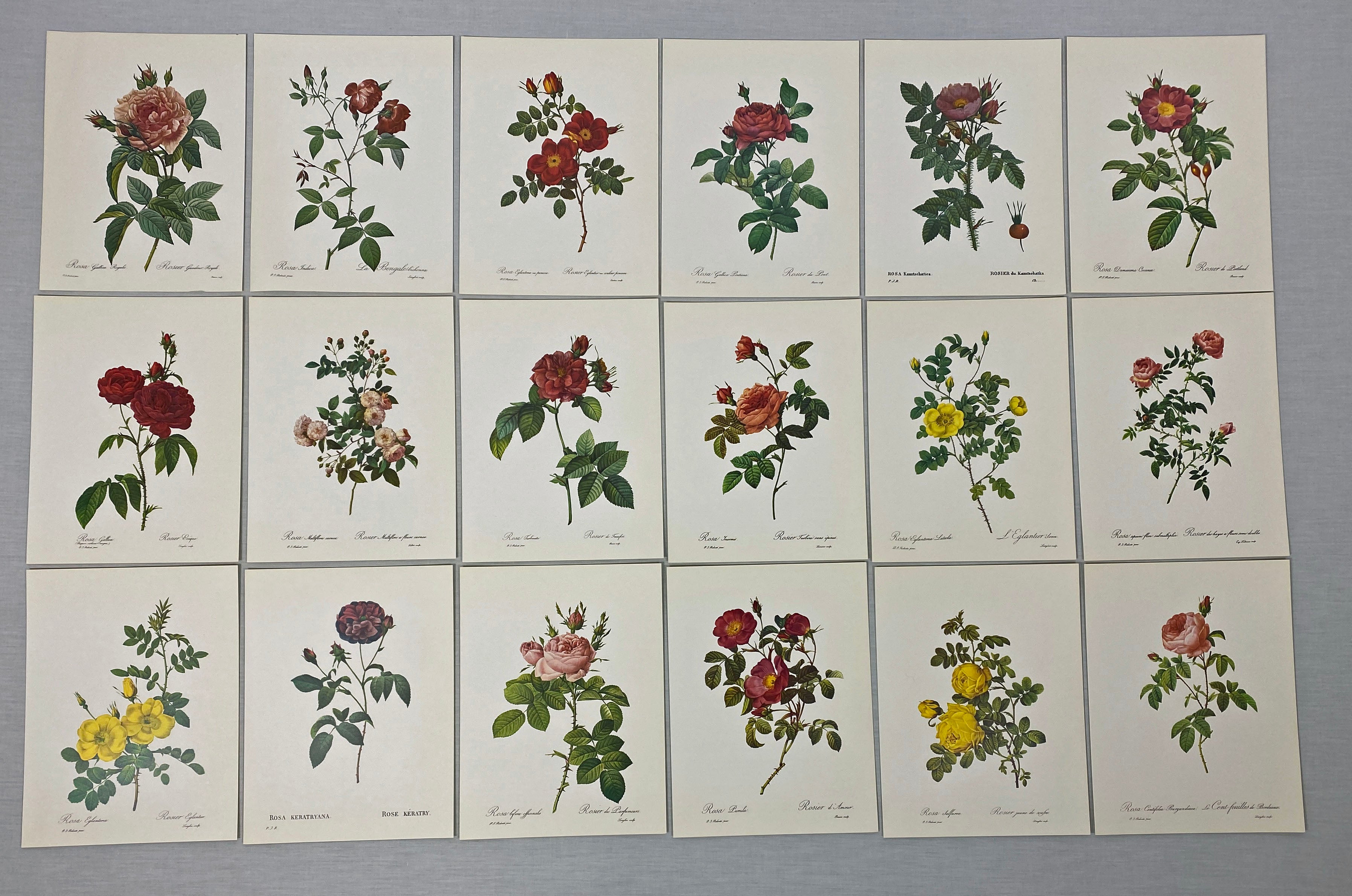 Vintage Rose Illustrations