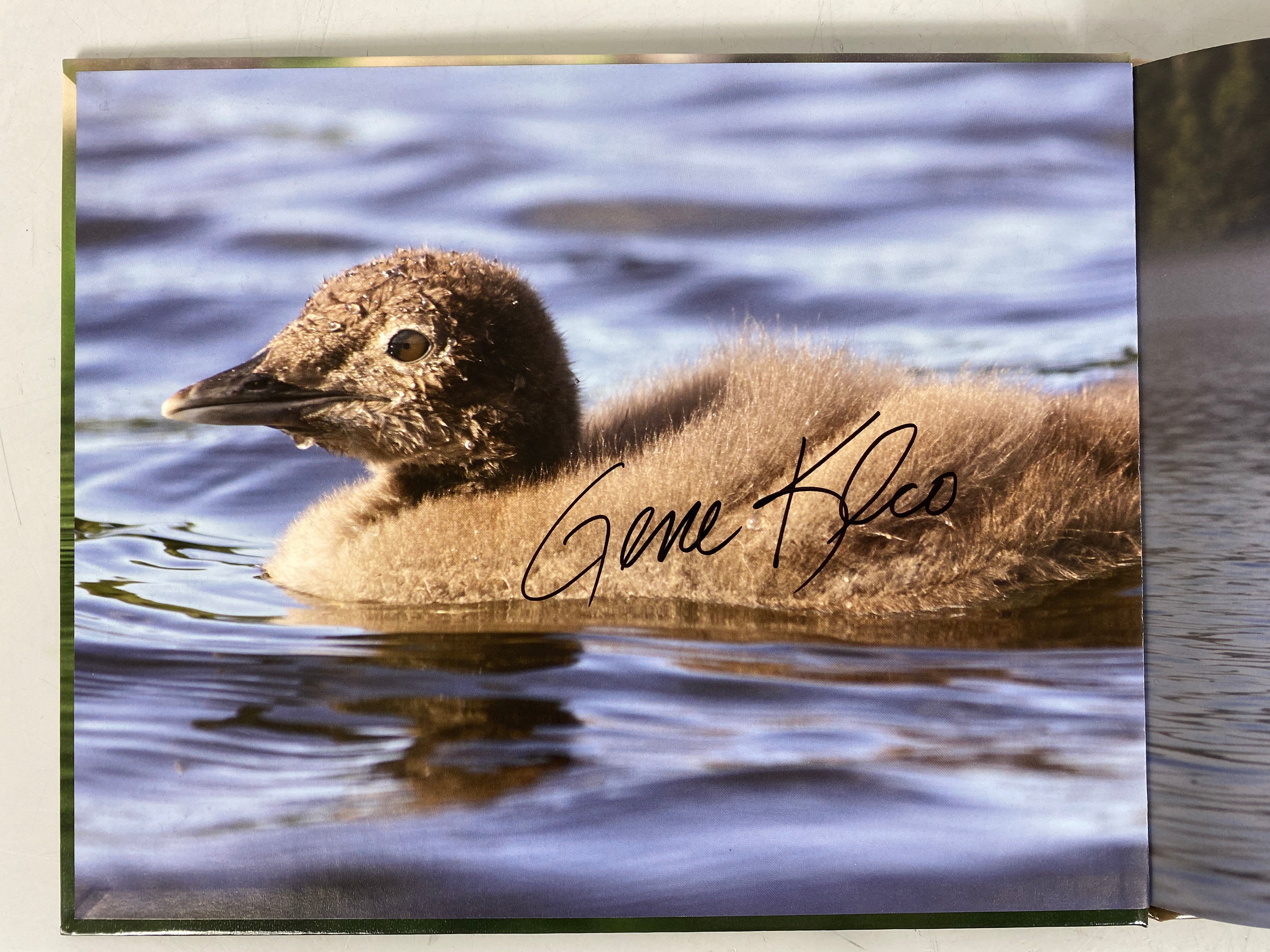 Loon Chick's First Flight by Gene Klco 2015 Signed & Inscribed 1st Ed HC