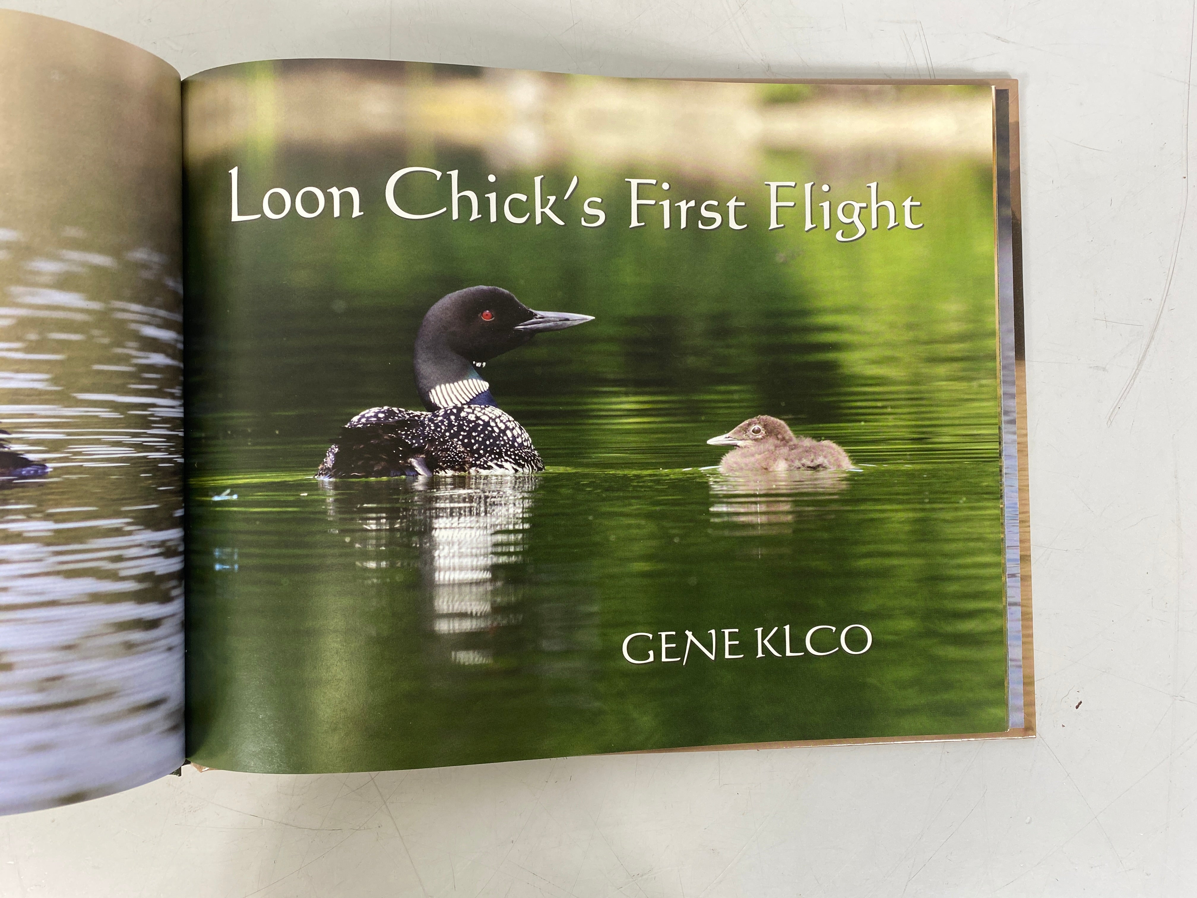 Loon Chick's First Flight by Gene Klco 2015 Signed & Inscribed 1st Ed HC