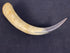 Antique Two-Tone Powder Horn