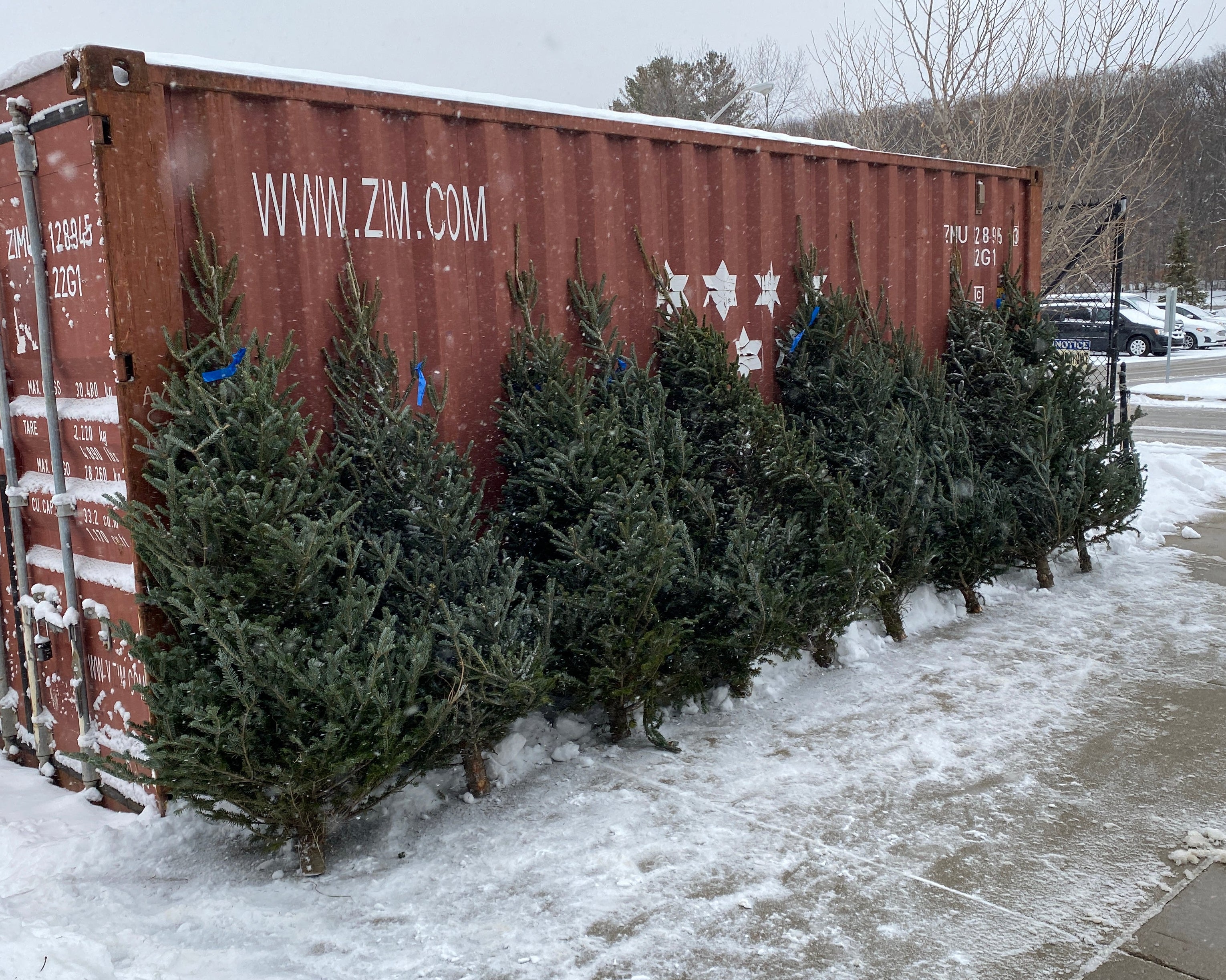 MSU Forestry Club 6 - 7 Foot Tall Fraser Fir Trees