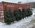 MSU Forestry Club 6 - 7 Foot Tall Fraser Fir Trees