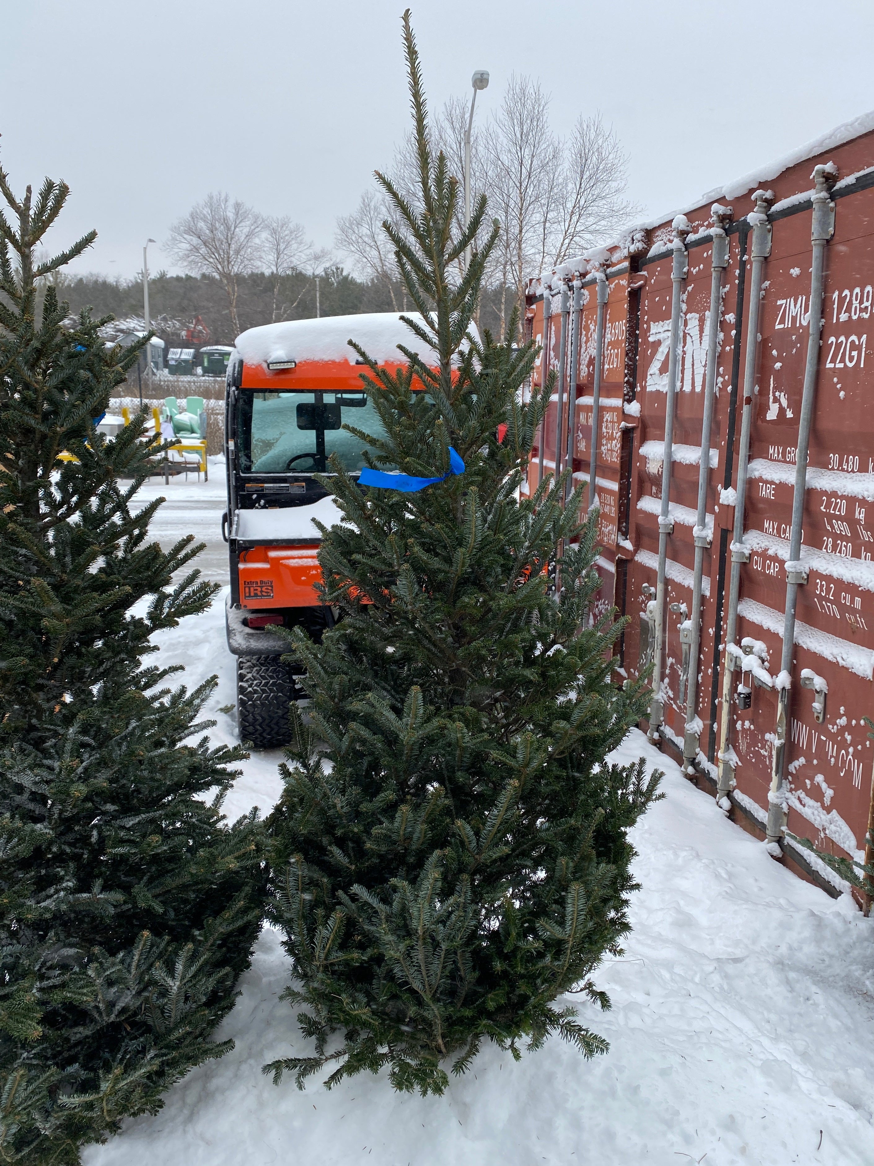 MSU Forestry Club 6 - 7 Foot Tall Fraser Fir Trees