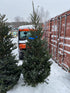 MSU Forestry Club 6 - 7 Foot Tall Fraser Fir Trees