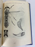 The Female Tabanidae of Japan, Korea and Manchuria 1969 HC