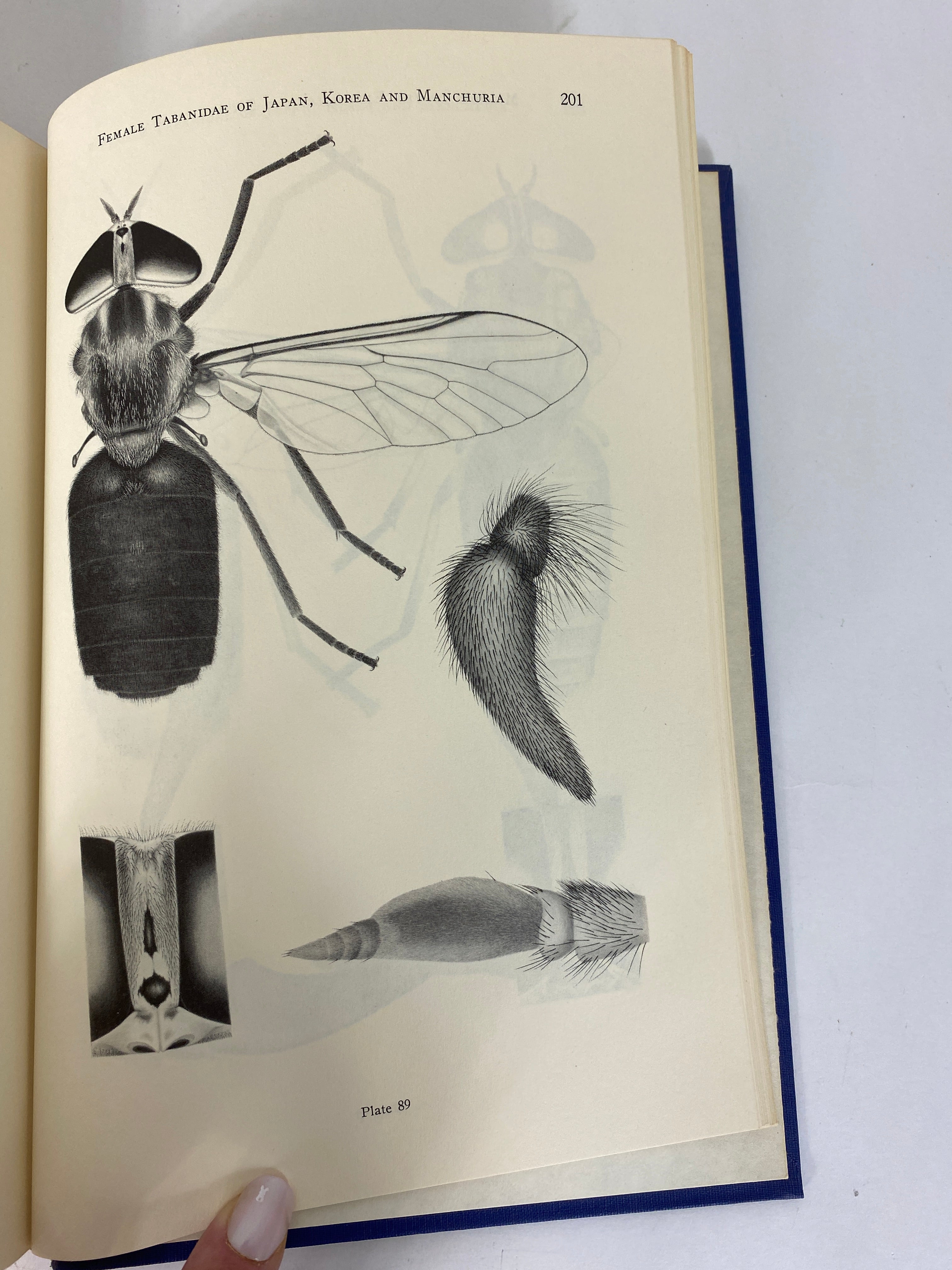 The Female Tabanidae of Japan, Korea and Manchuria 1969 HC