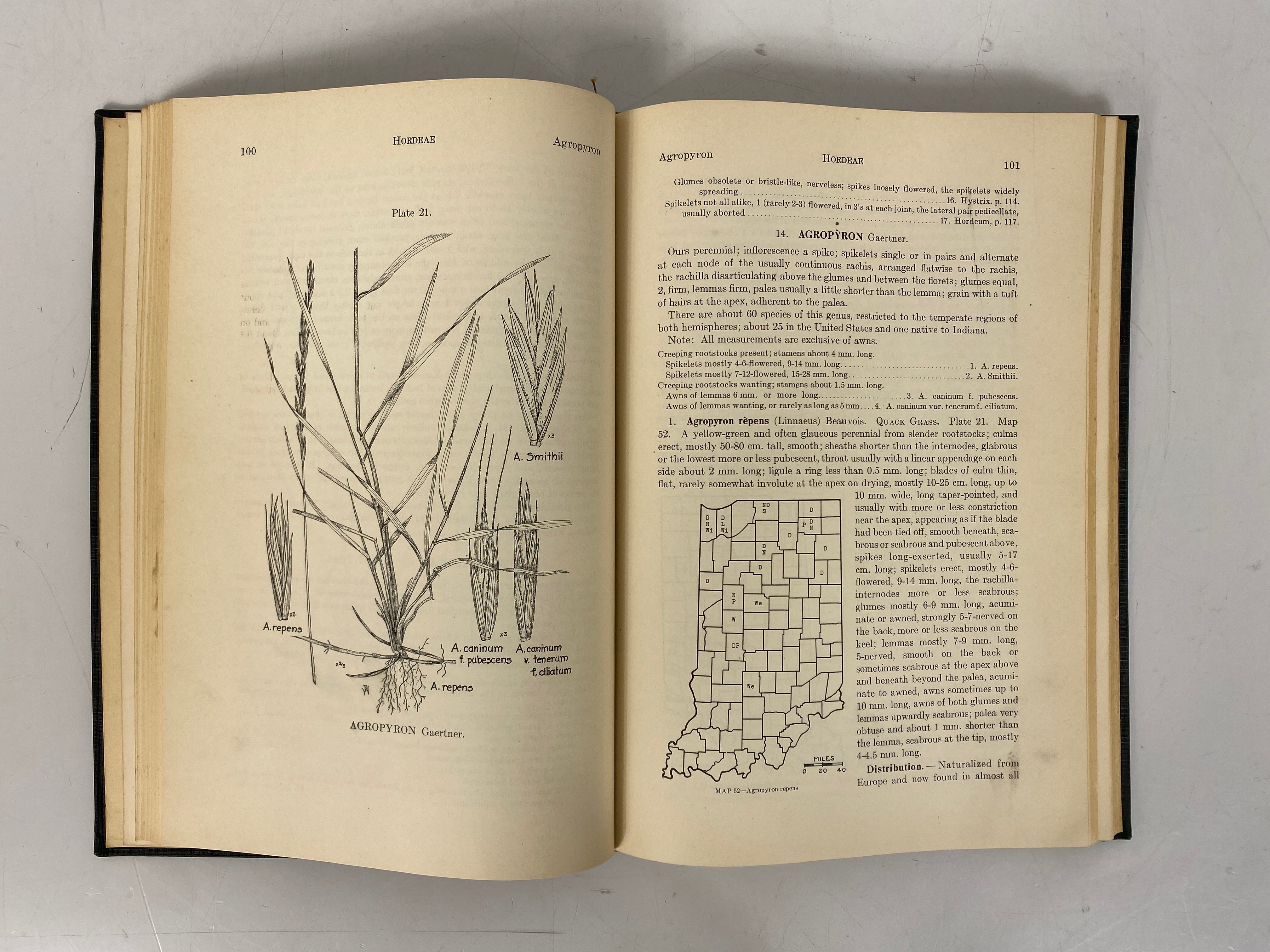 2 Vols: Grasses of Indiana/Shrubs of Indiana Charles Deam 1929-32 HC