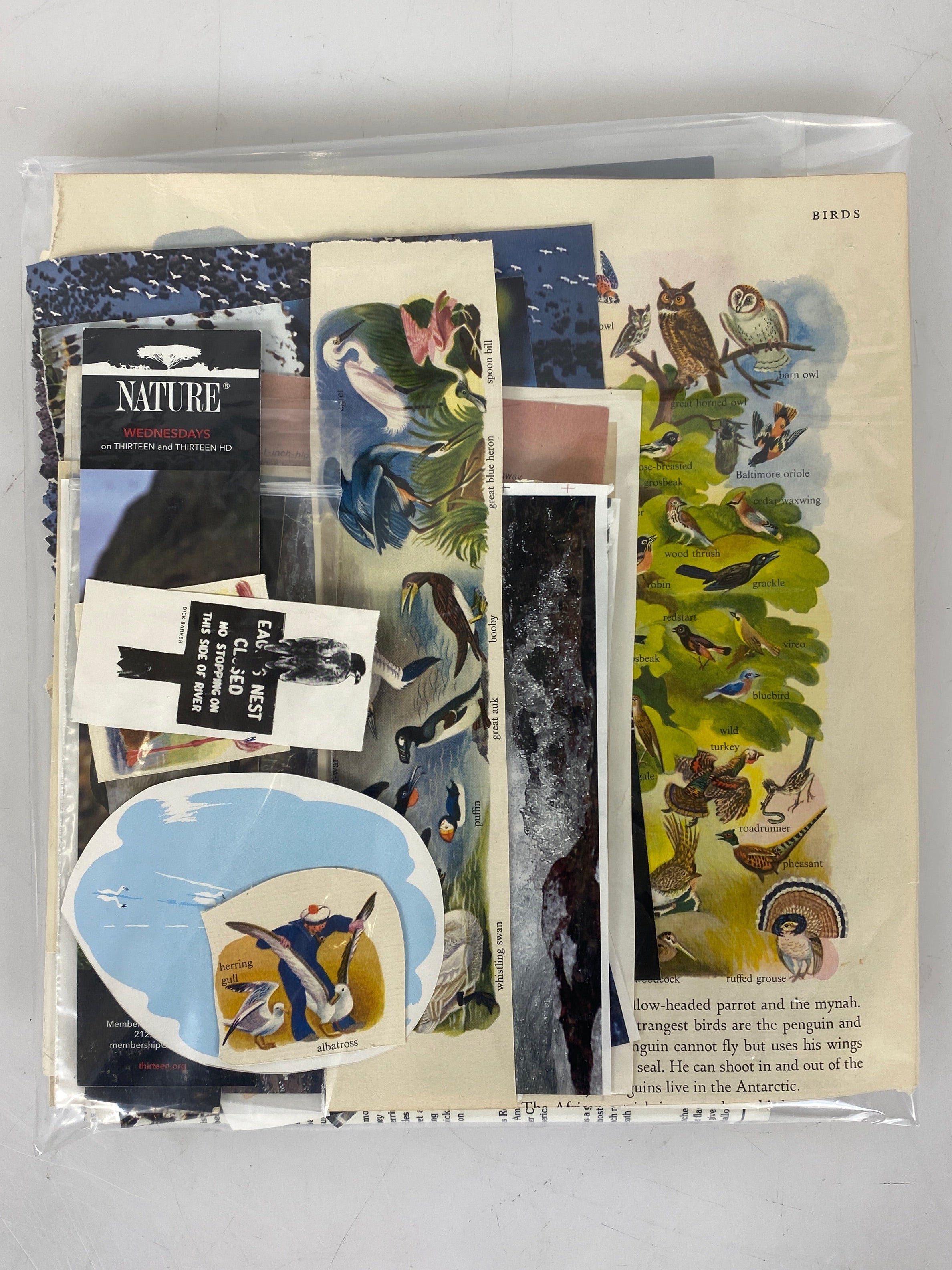 Birder's Delight Paper Ephemera Pack - 25 pcs