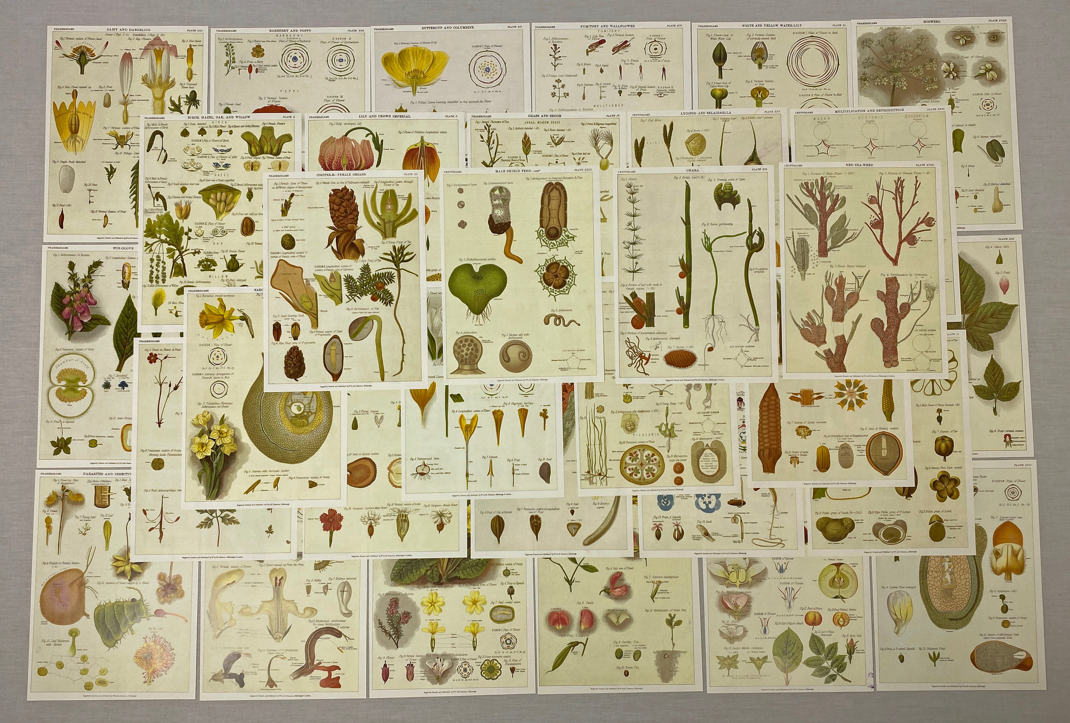 Scientific Botanical Illustrations