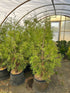 MSU Heritage Tree Eastern Arborvitae 7 Gal.
