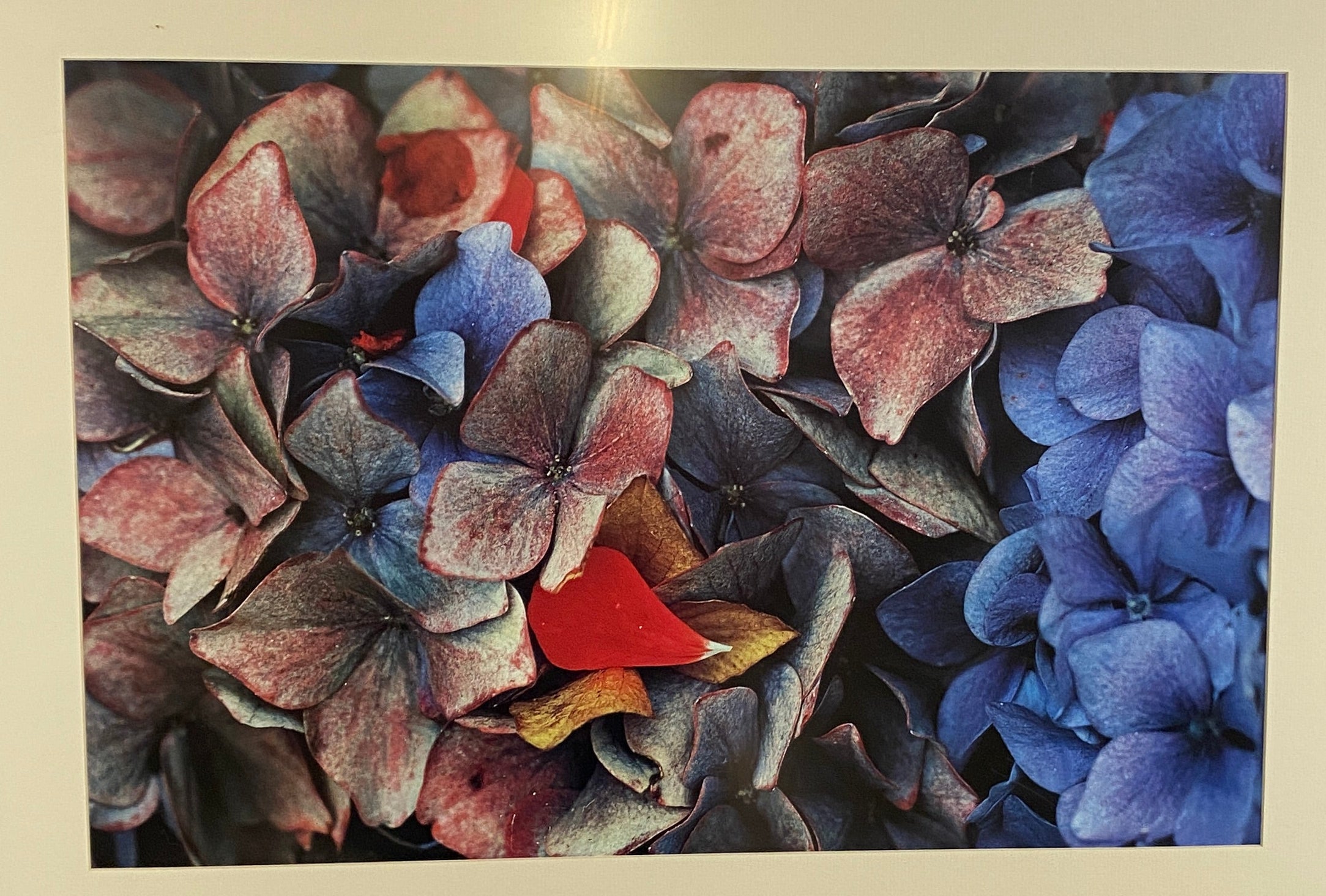 'Hydrangeas, California 1982' Photograph Framed Print