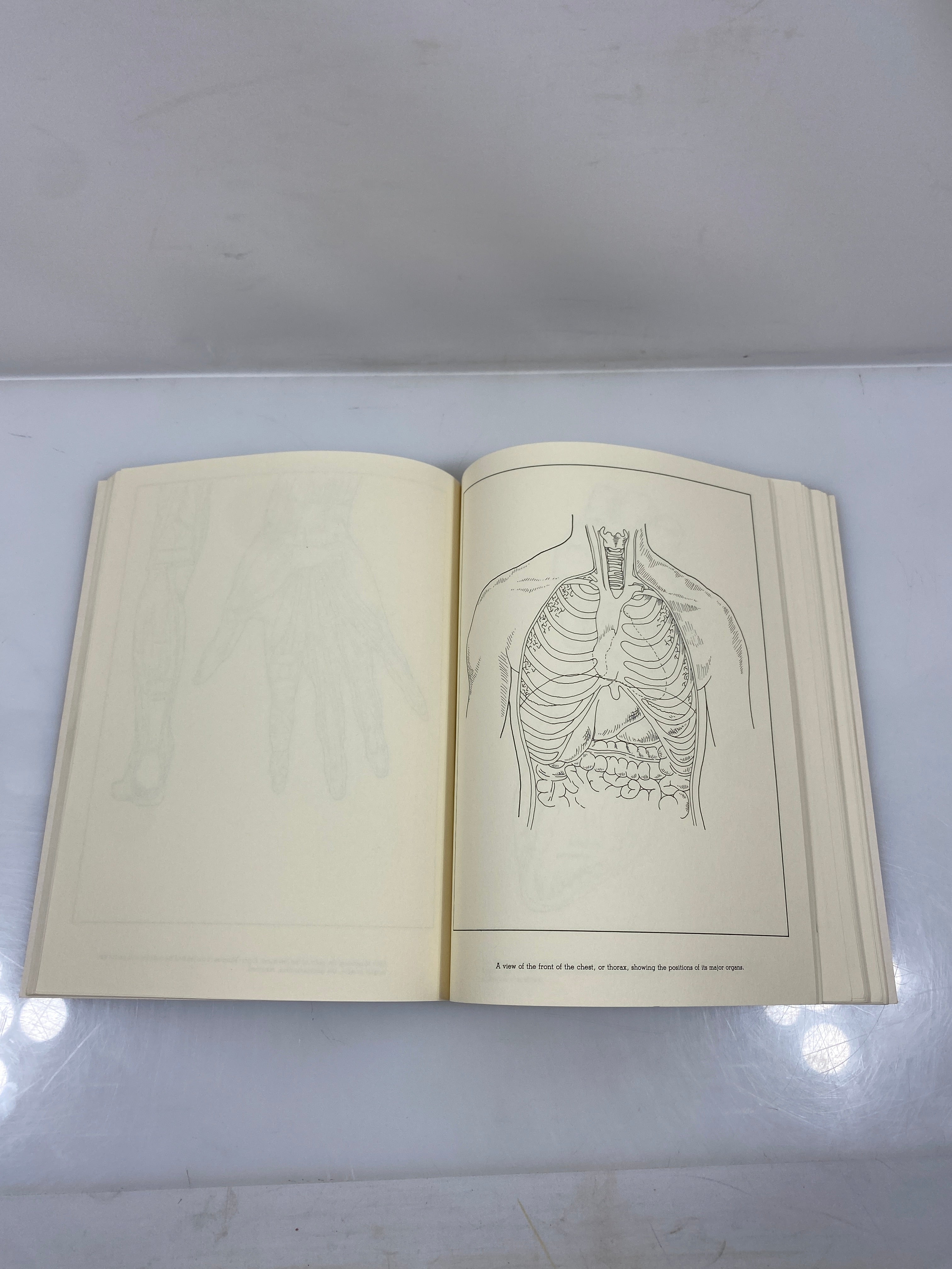 The Gray's Anatomy Coloring Book