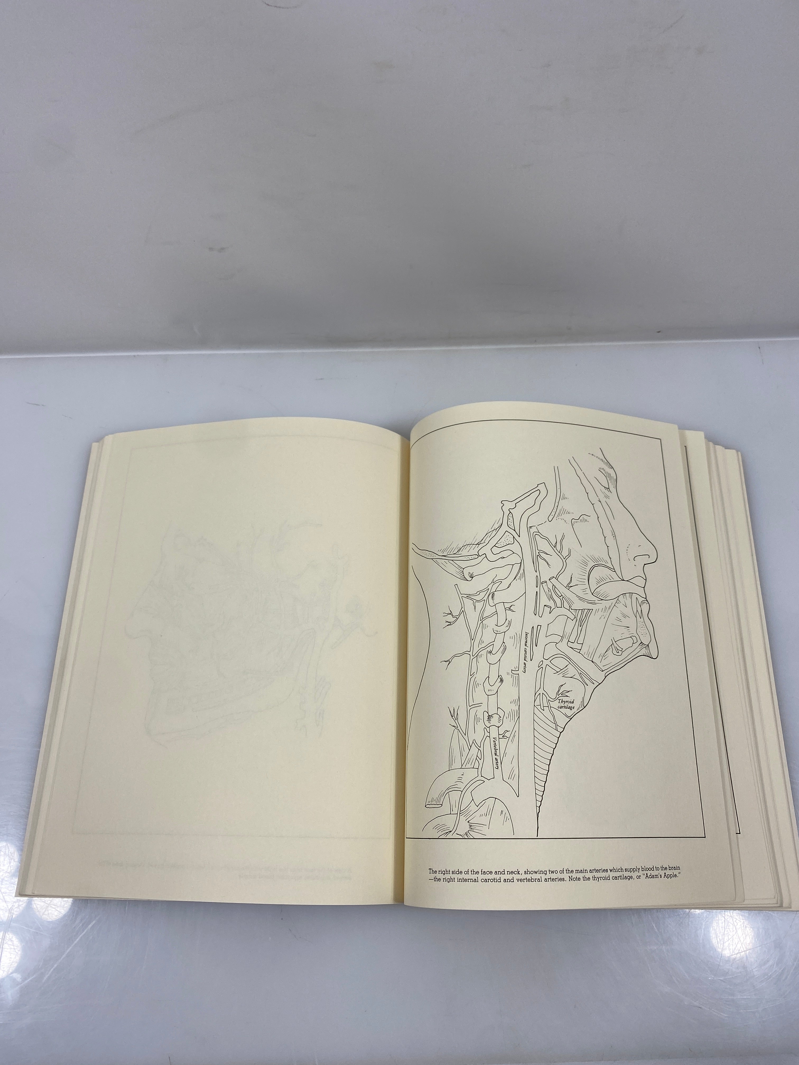 The Gray's Anatomy Coloring Book