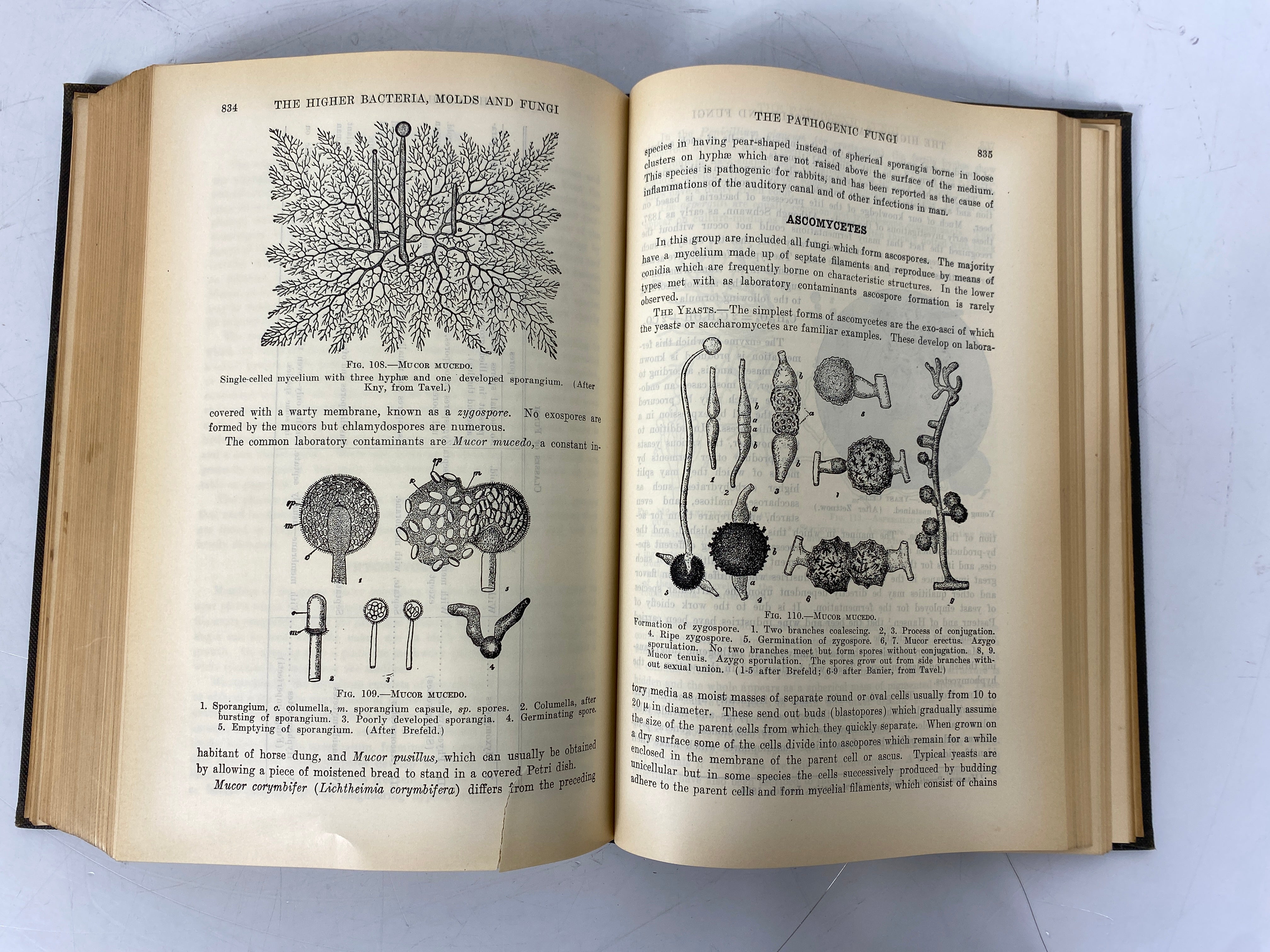 2 Vtg Medical Texts: A Textbook of Bacteriology/Medical Parasitology Ex-Library