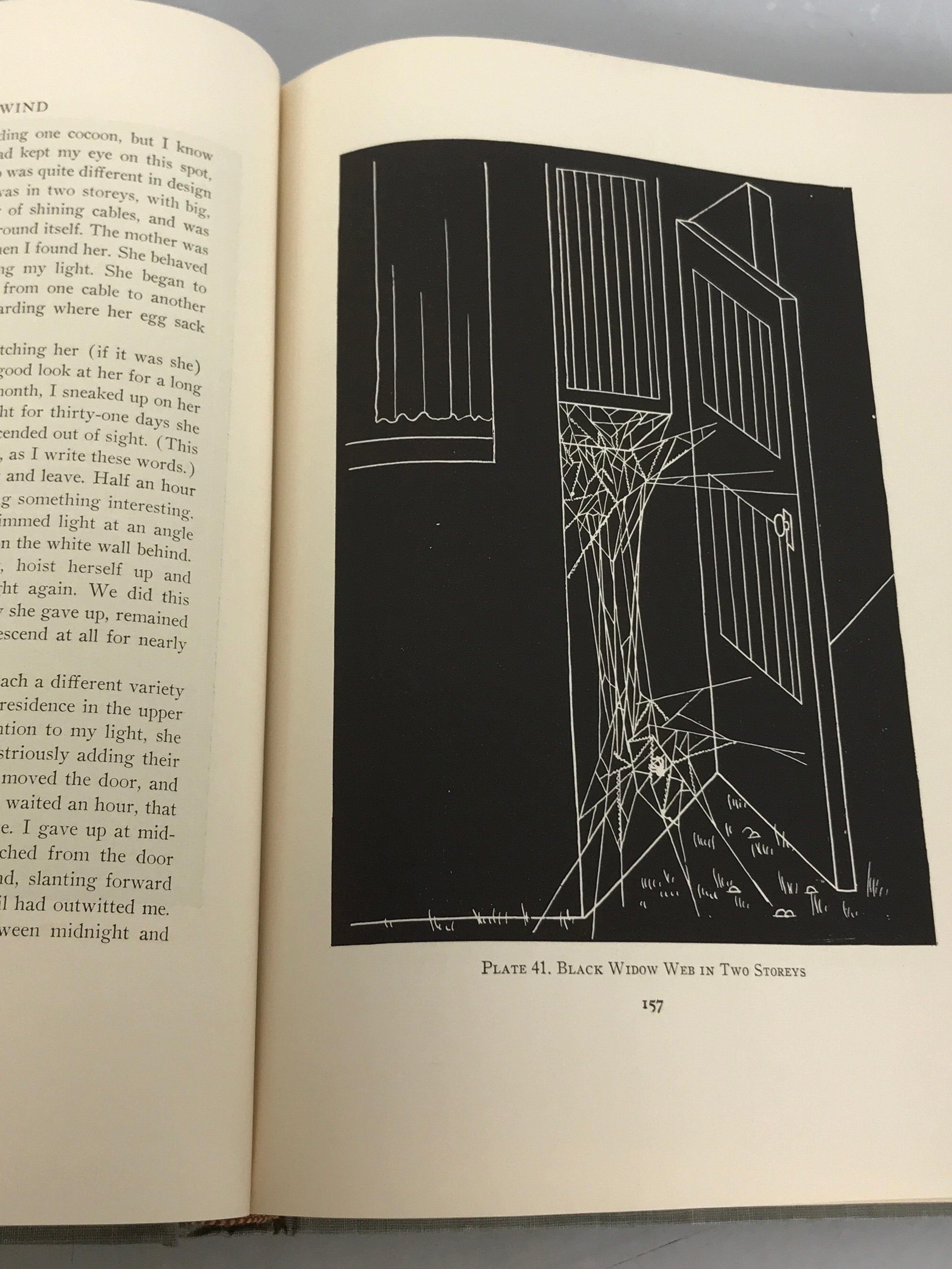 Webs in the Wind by Winifred Duncan 1949 HC DJ