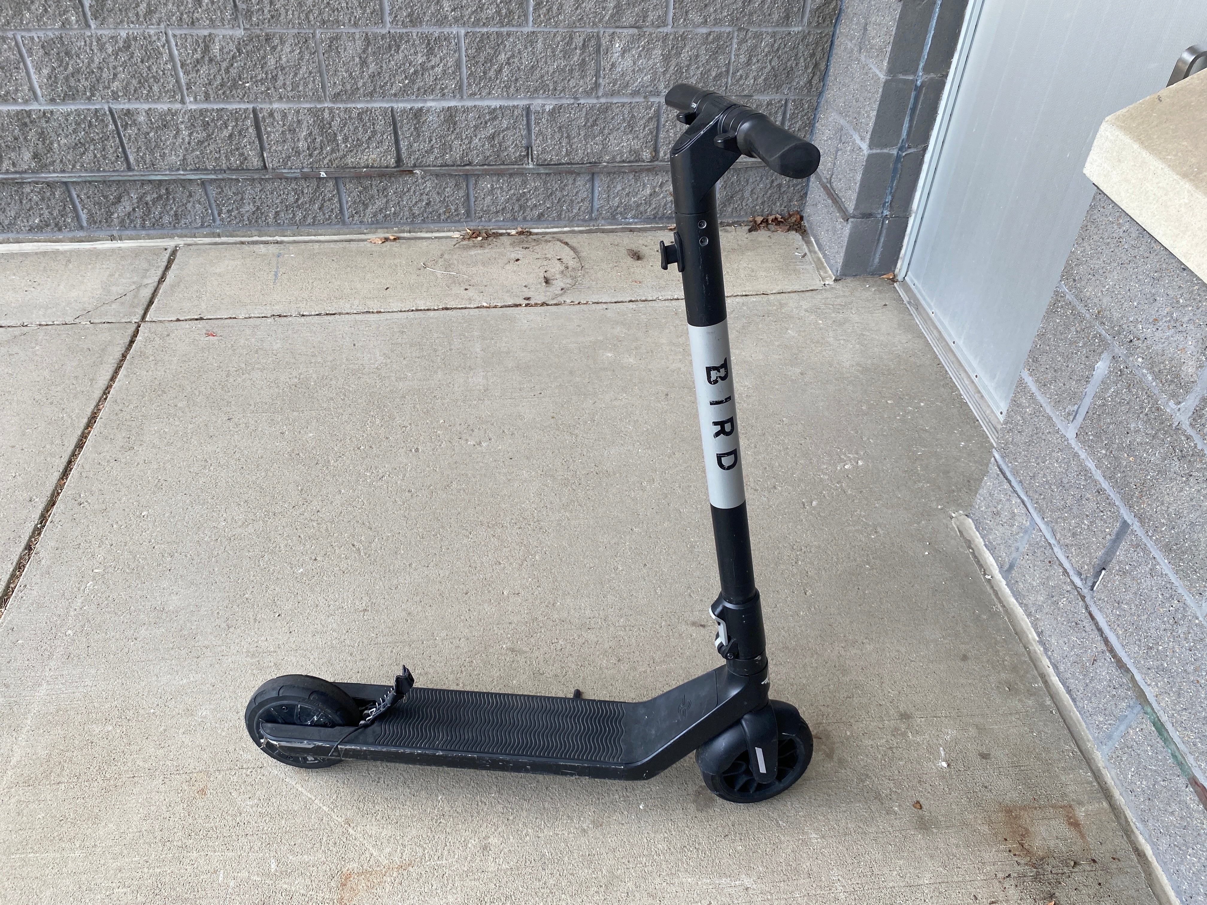 Bird Electric Scooter